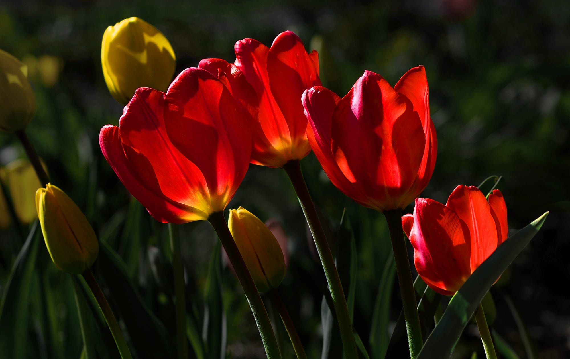 Download mobile wallpaper Nature, Flowers, Flower, Earth, Tulip, Red Flower for free.