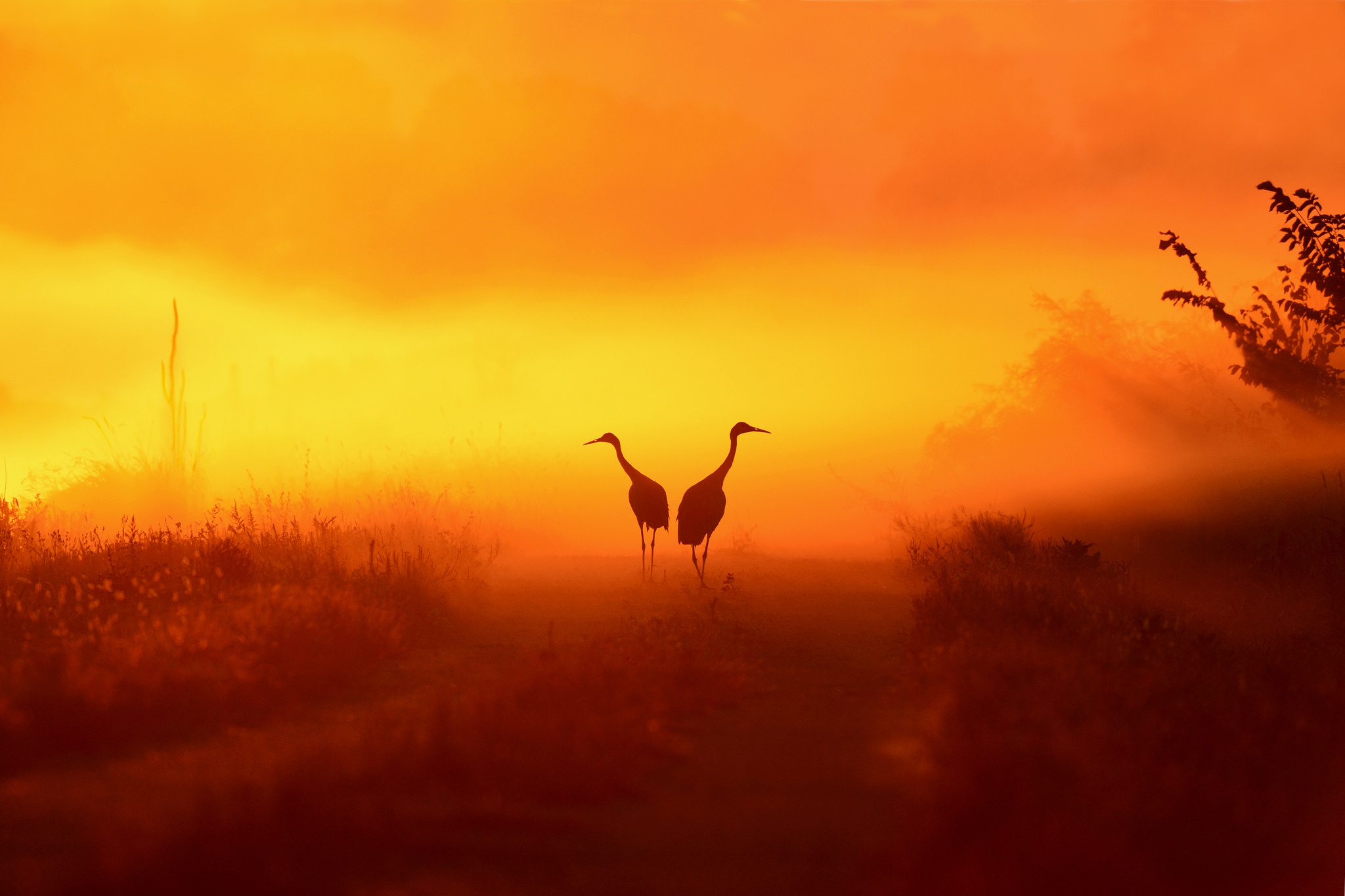 Laden Sie das Tiere, Vögel, Silhouette, Vogel, Nebel, Sonnenuntergang, Kranich-Bild kostenlos auf Ihren PC-Desktop herunter
