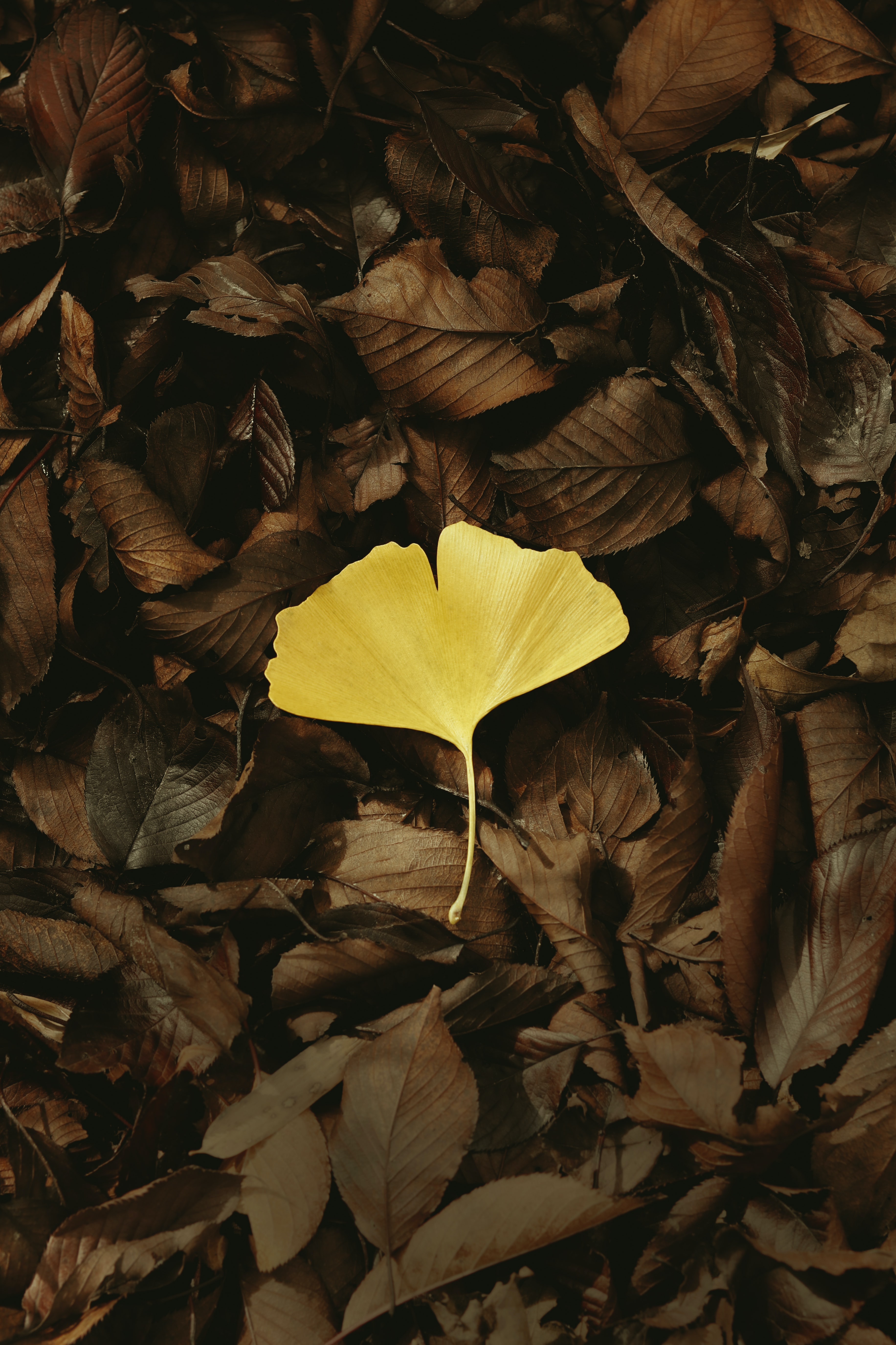 PCデスクトップに葉, 大きい, マクロ, 黄色, リーフレット, 秋画像を無料でダウンロード