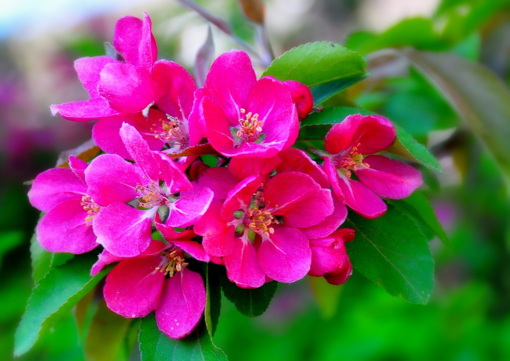 Descarga gratuita de fondo de pantalla para móvil de Flores, Flor, Tierra/naturaleza.