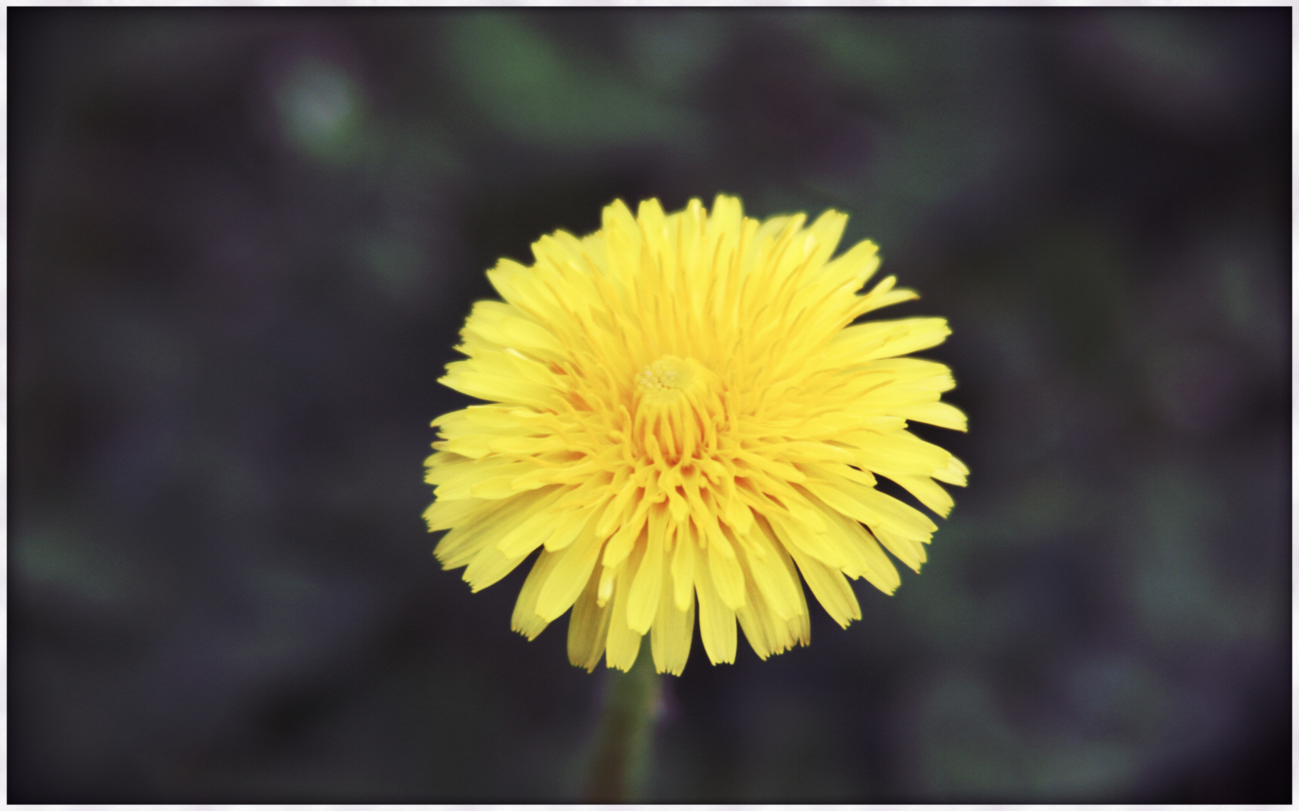 Baixe gratuitamente a imagem Flores, Flor, Terra/natureza na área de trabalho do seu PC