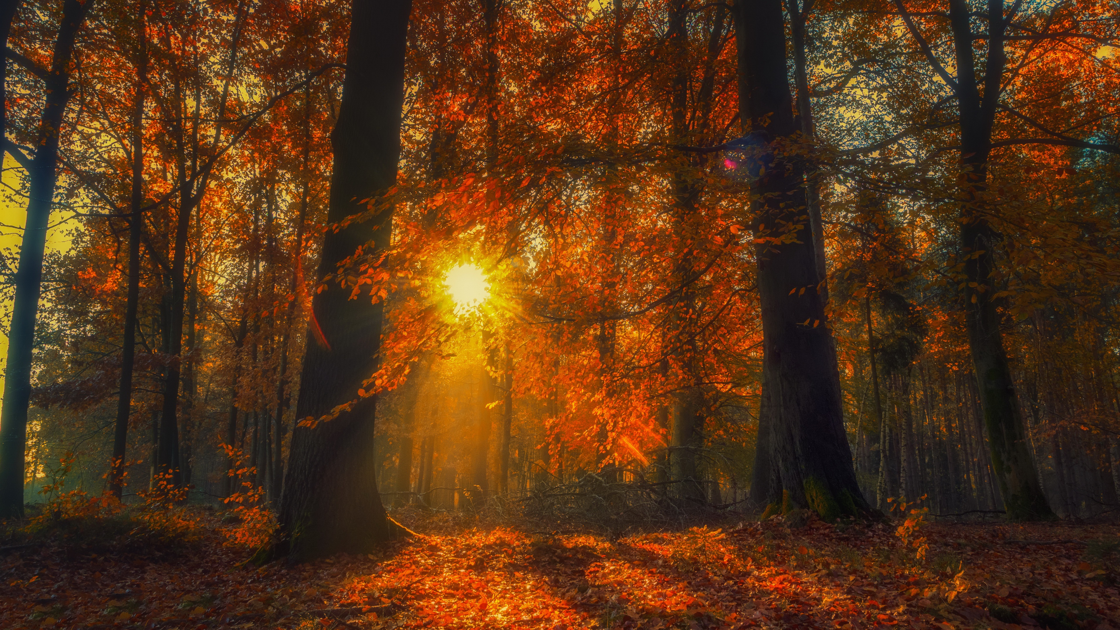 Baixe gratuitamente a imagem Natureza, Outono, Floresta, Luz Solar, Terra/natureza na área de trabalho do seu PC