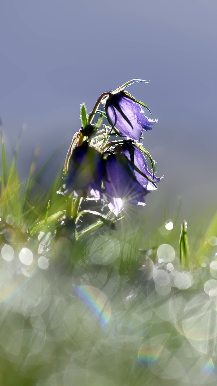 Download mobile wallpaper Nature, Flowers, Grass, Flower, Earth, Spring, Bokeh, Purple Flower for free.