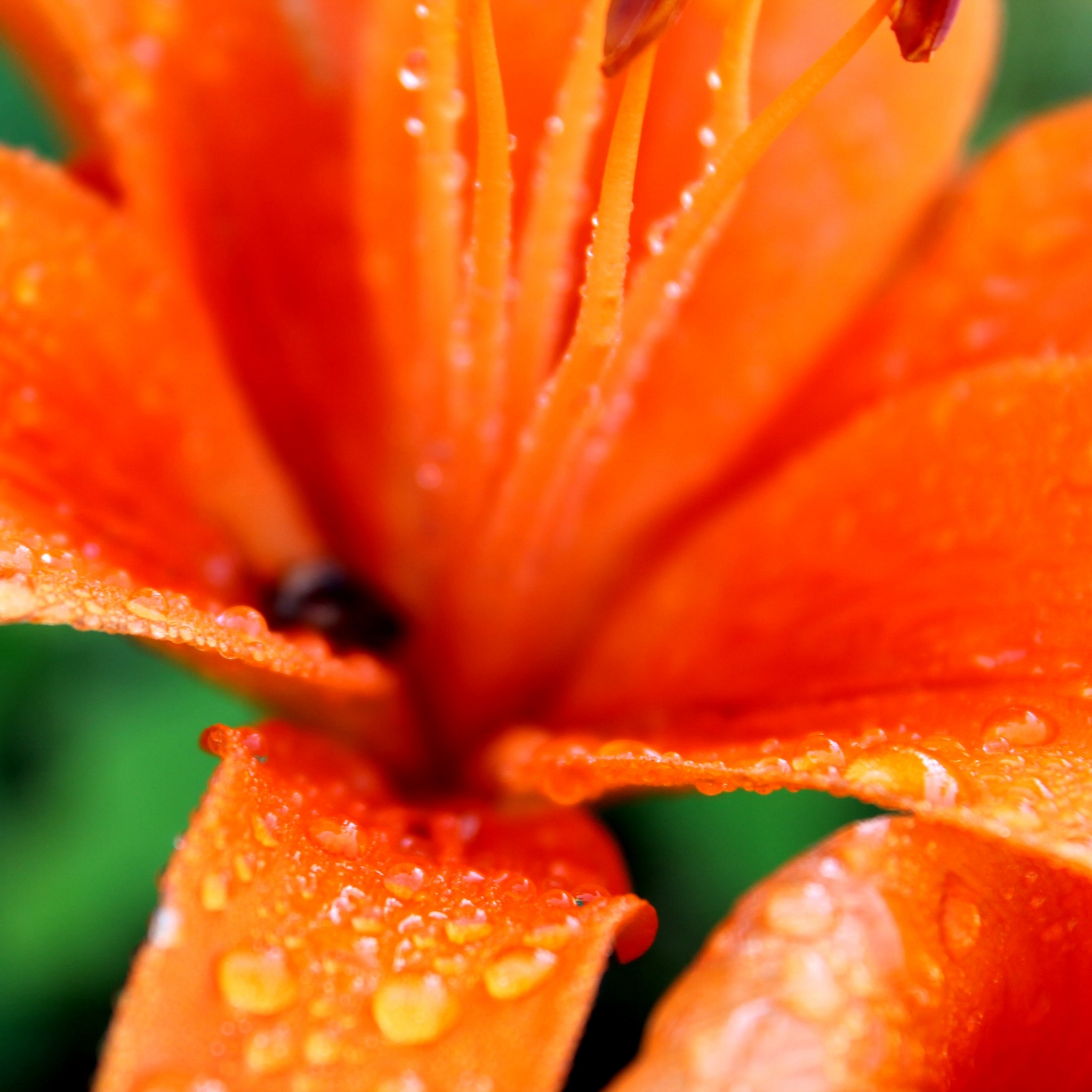 Free download wallpaper Rain, Flower, Earth, Lily, Dew, Spring, Water Drop on your PC desktop