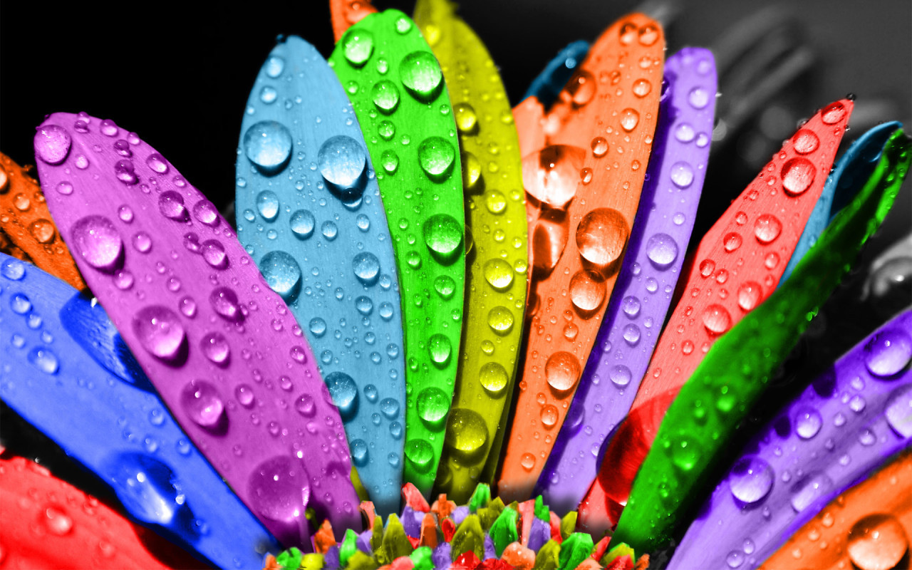 plants, drops, flowers, art, rainbow High Definition image