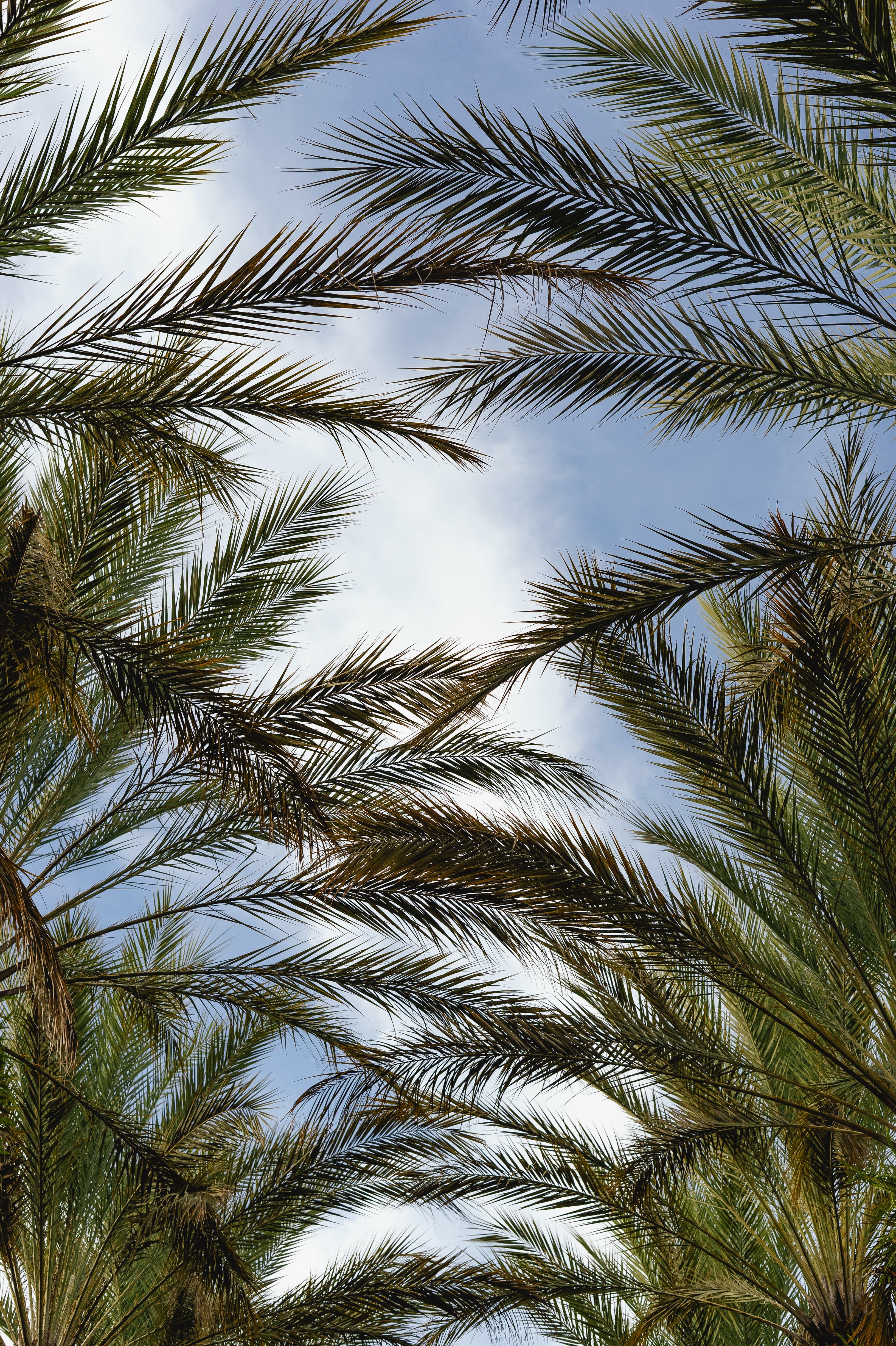 Free download wallpaper Nature, Sky, Plant, Branches, Palms on your PC desktop