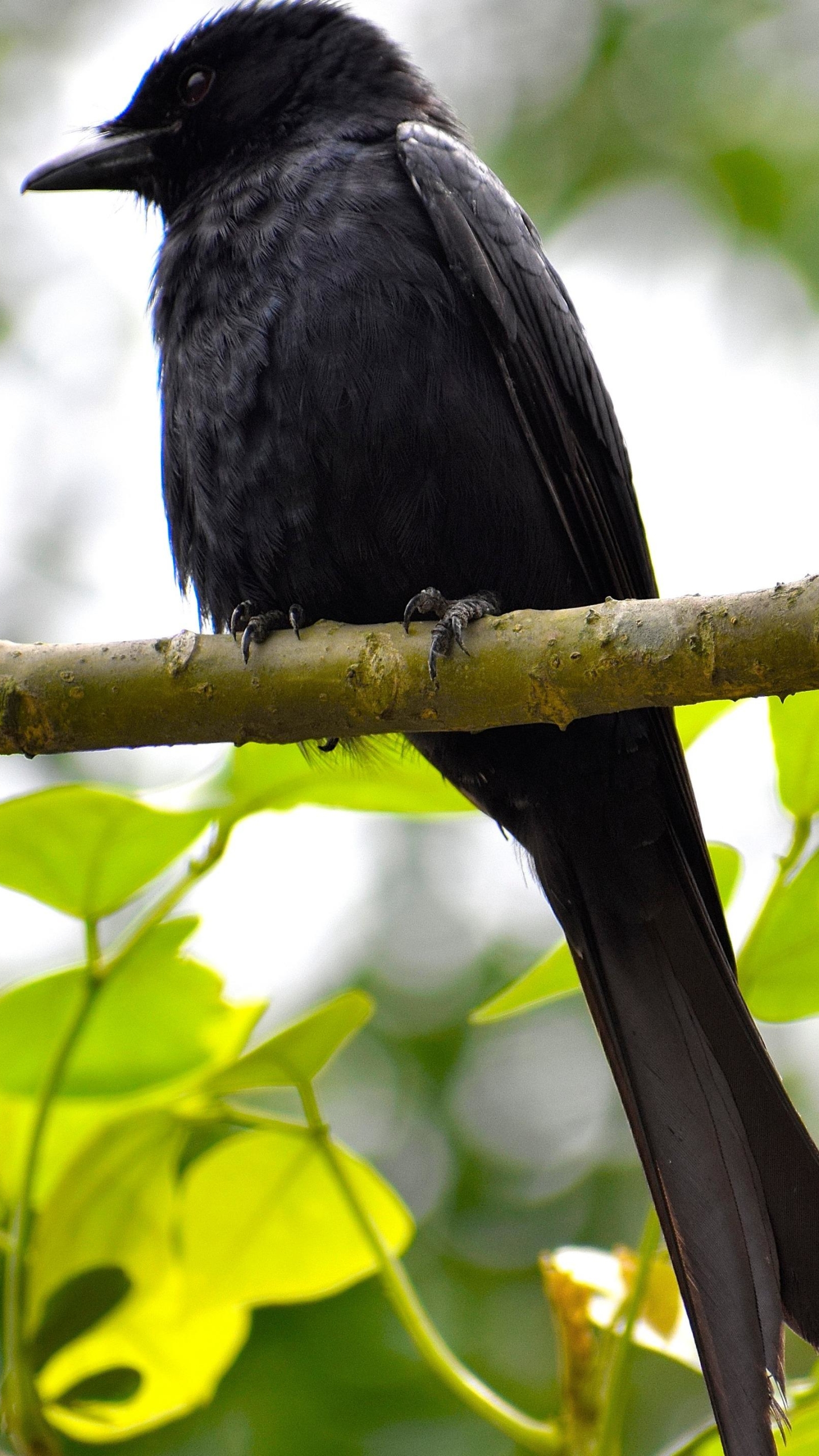 Download mobile wallpaper Bird, Animal, Crow for free.