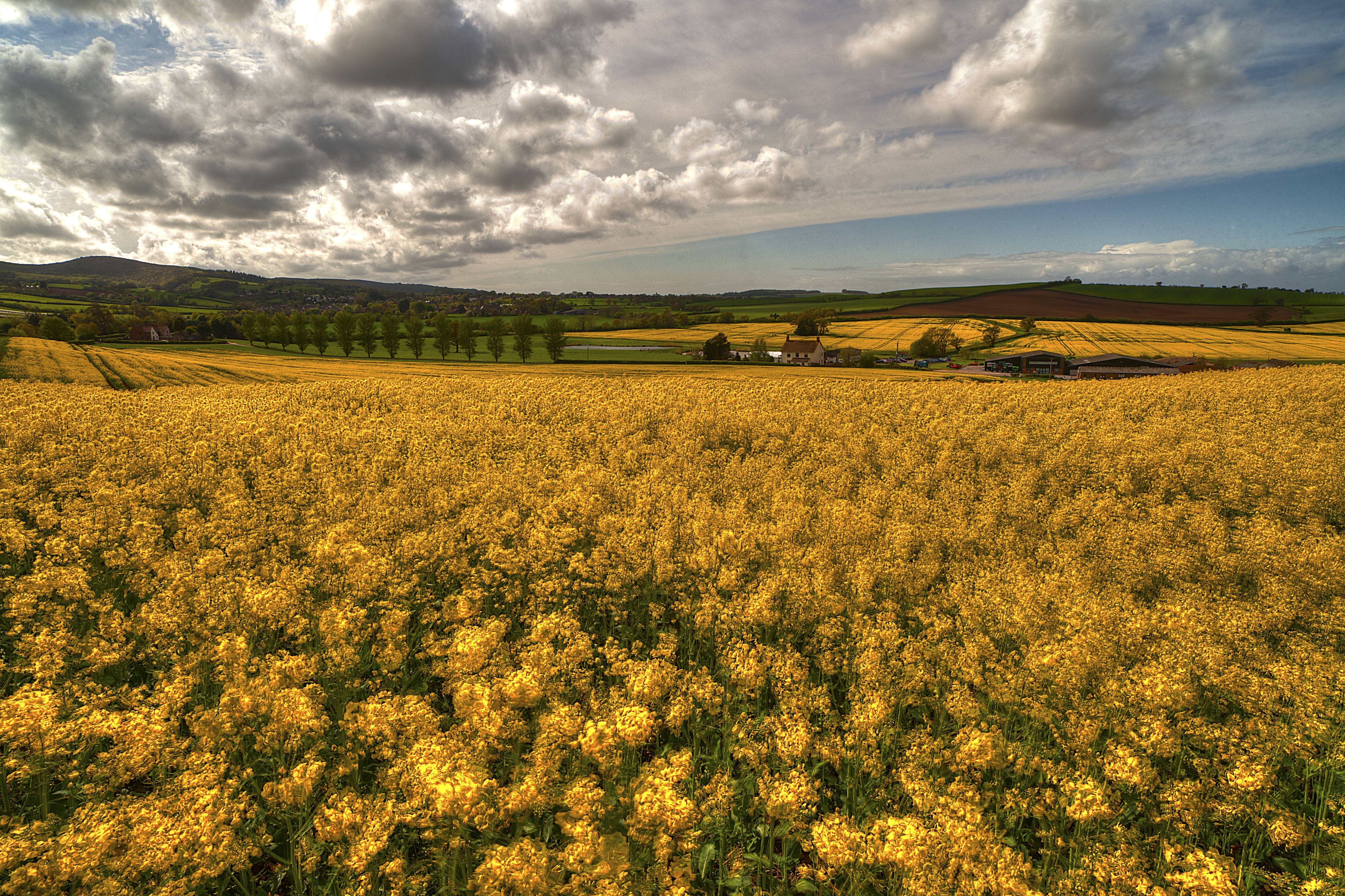 Laden Sie das Natur, Grass, Sky, Blumen, Feld-Bild kostenlos auf Ihren PC-Desktop herunter
