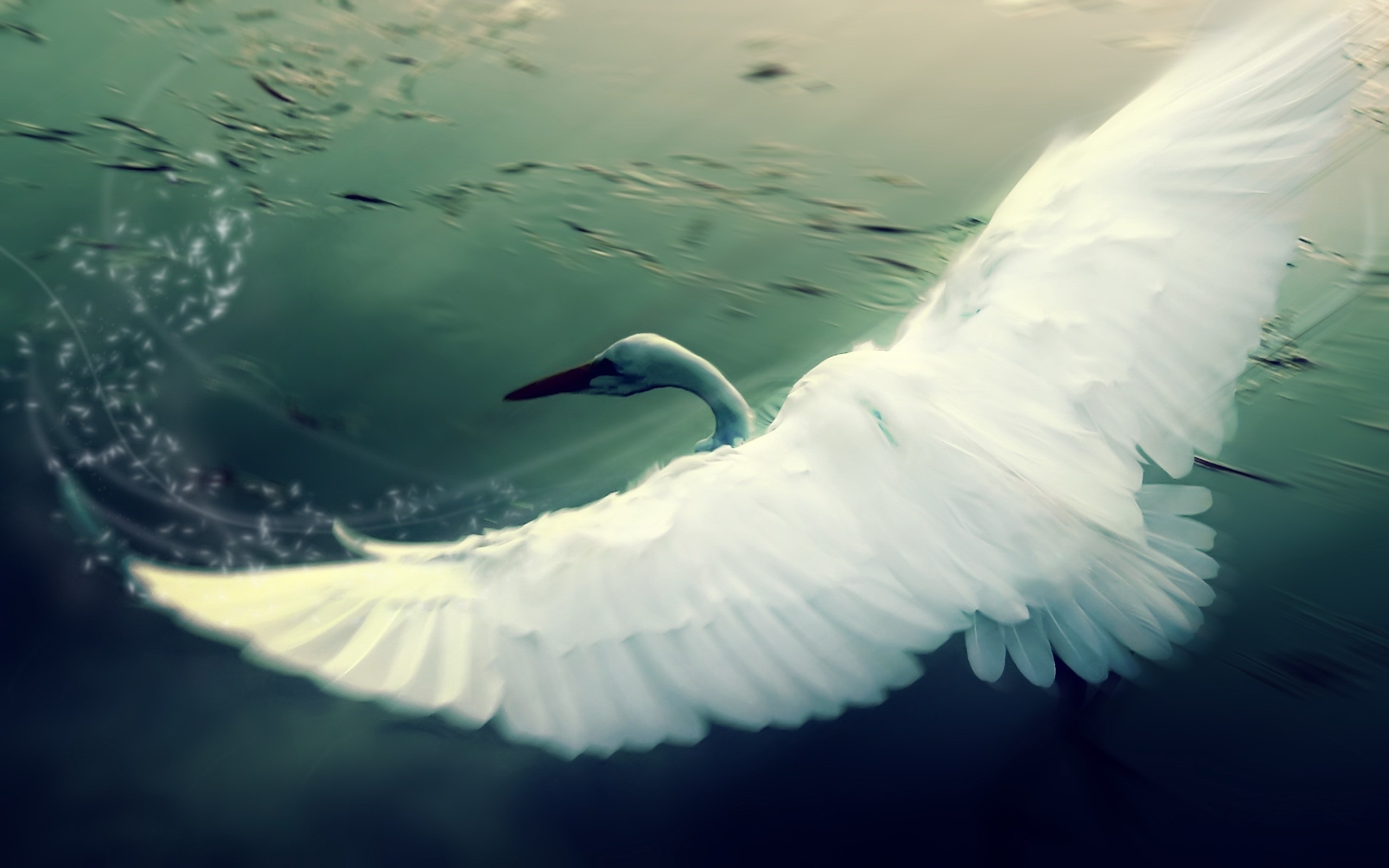 Free download wallpaper Swan, Birds, Animal on your PC desktop