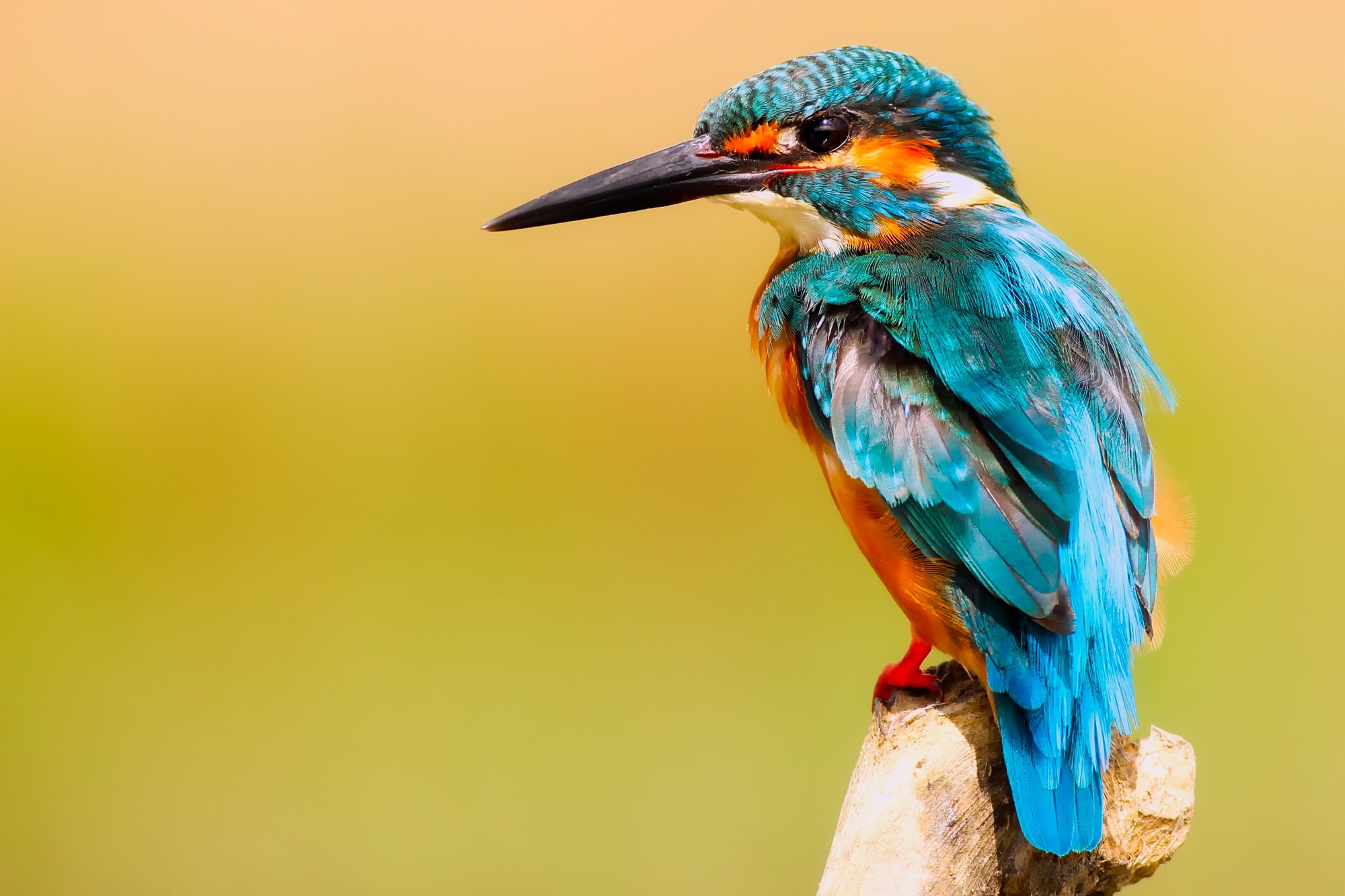 Download mobile wallpaper Birds, Bird, Beak, Animal, Kingfisher for free.