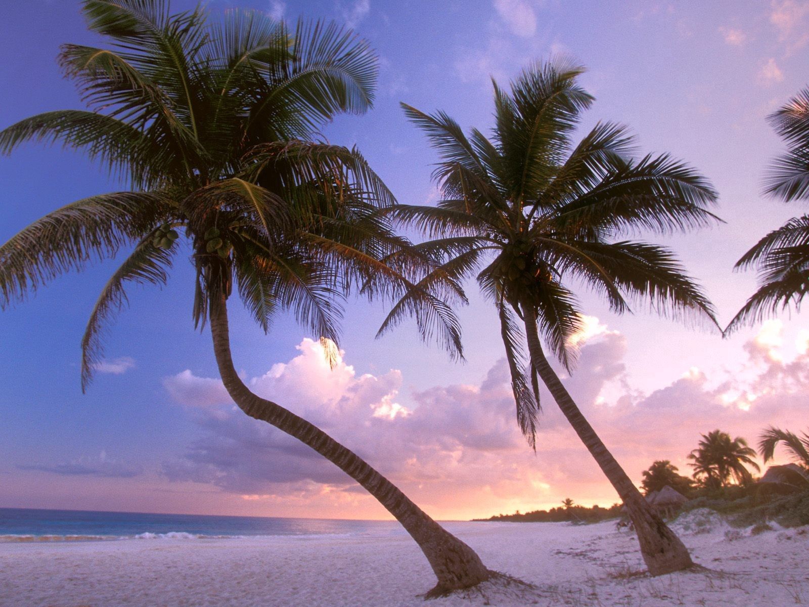 Handy-Wallpaper Sunset, Sky, Natur, Palms, Sand, Strand kostenlos herunterladen.