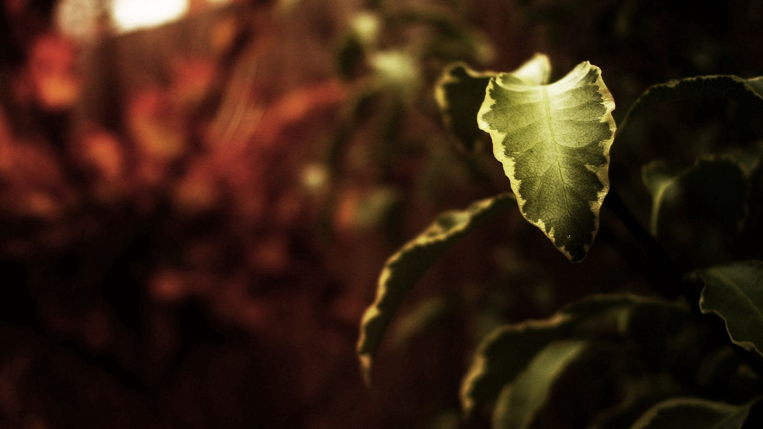 Download mobile wallpaper Macro, Leaves, Shadow, Autumn, Dark for free.