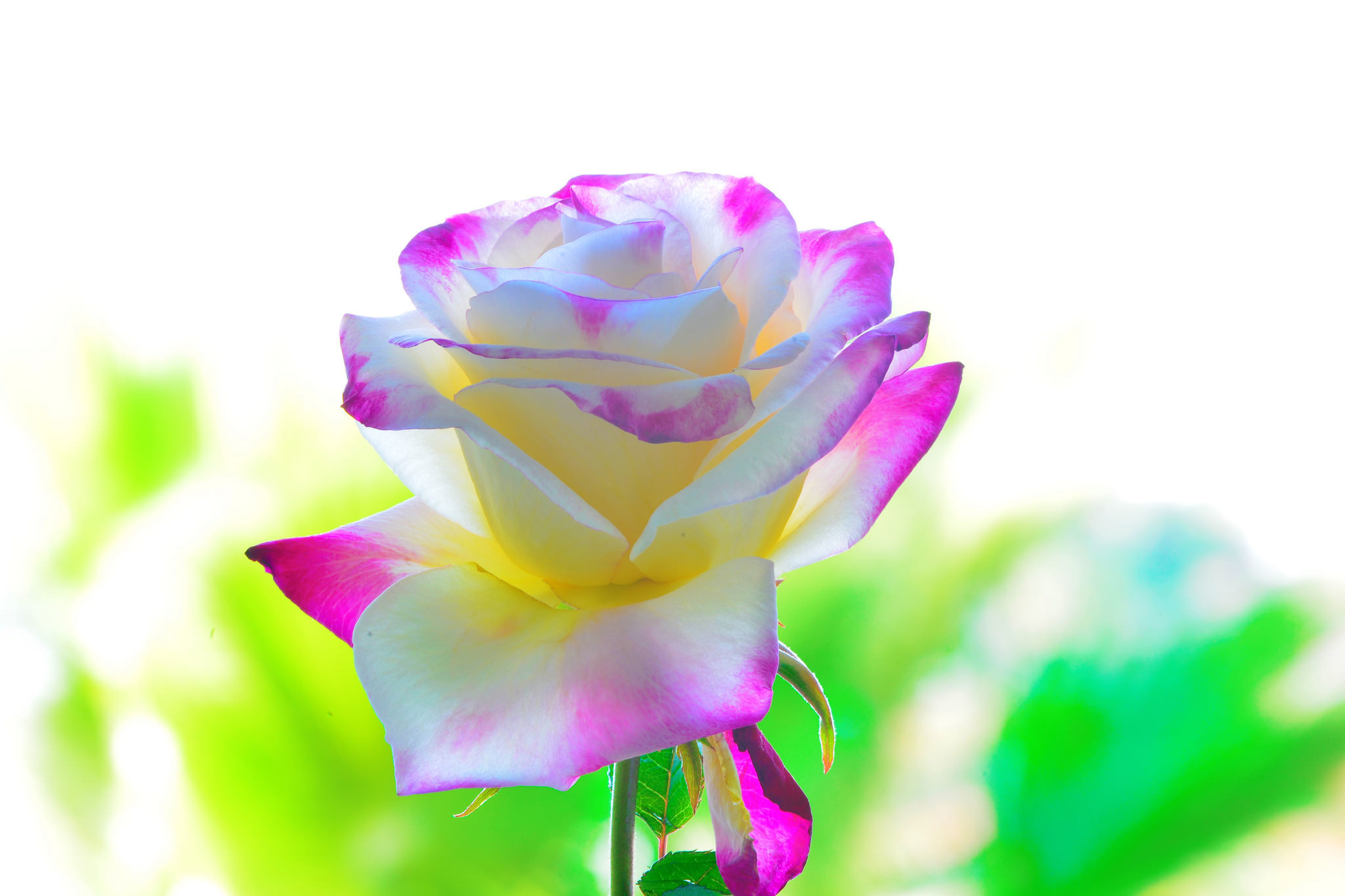 Descarga gratis la imagen Flores, Rosa, Flor, Tierra/naturaleza, Macrofotografía en el escritorio de tu PC