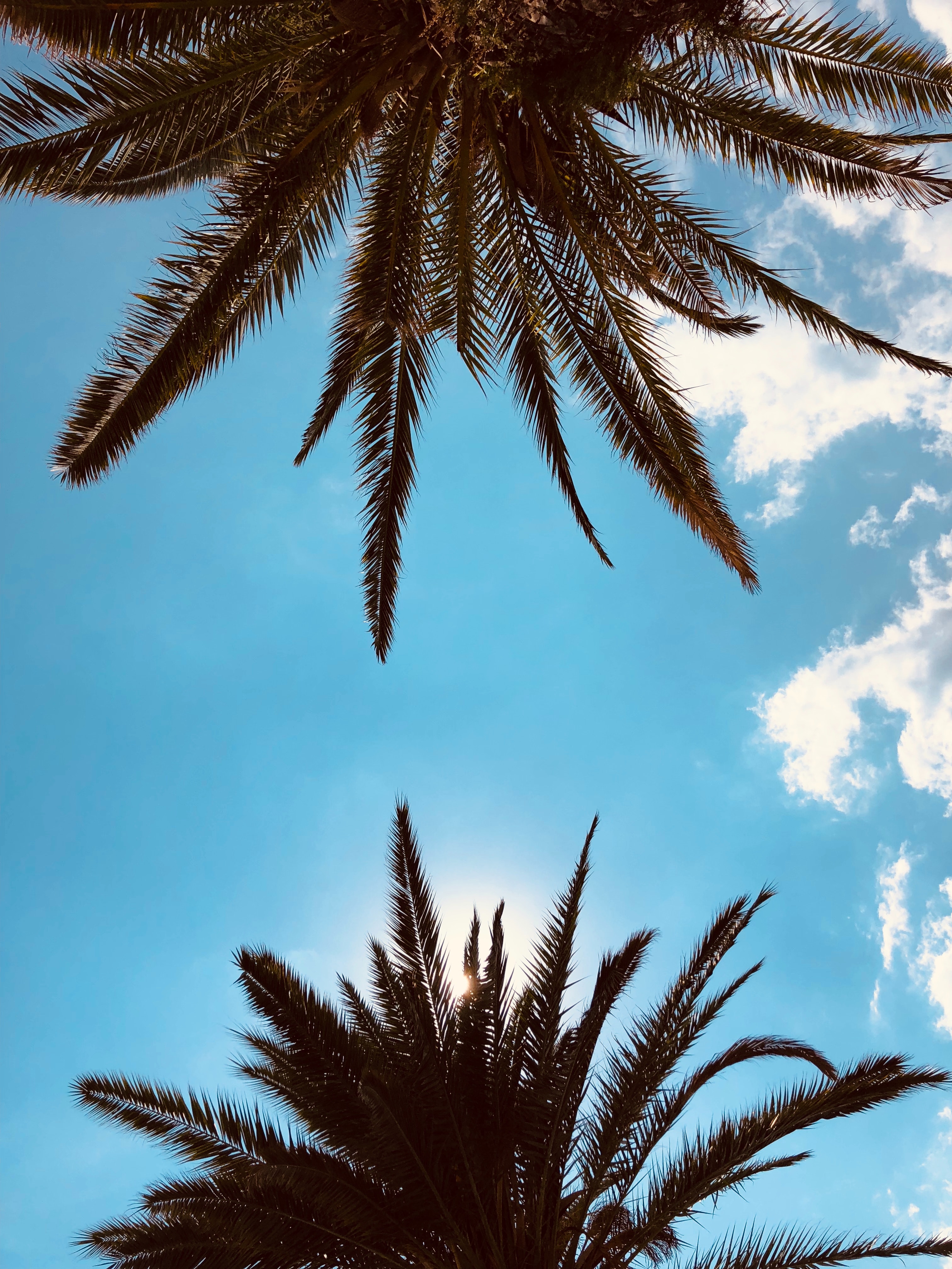 Free download wallpaper Sky, Branches, Nature, Clouds, Tropics, Bottom View, Palms on your PC desktop
