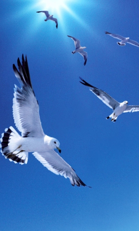 Download mobile wallpaper Birds, Sky, Bird, Animal, Seagull for free.