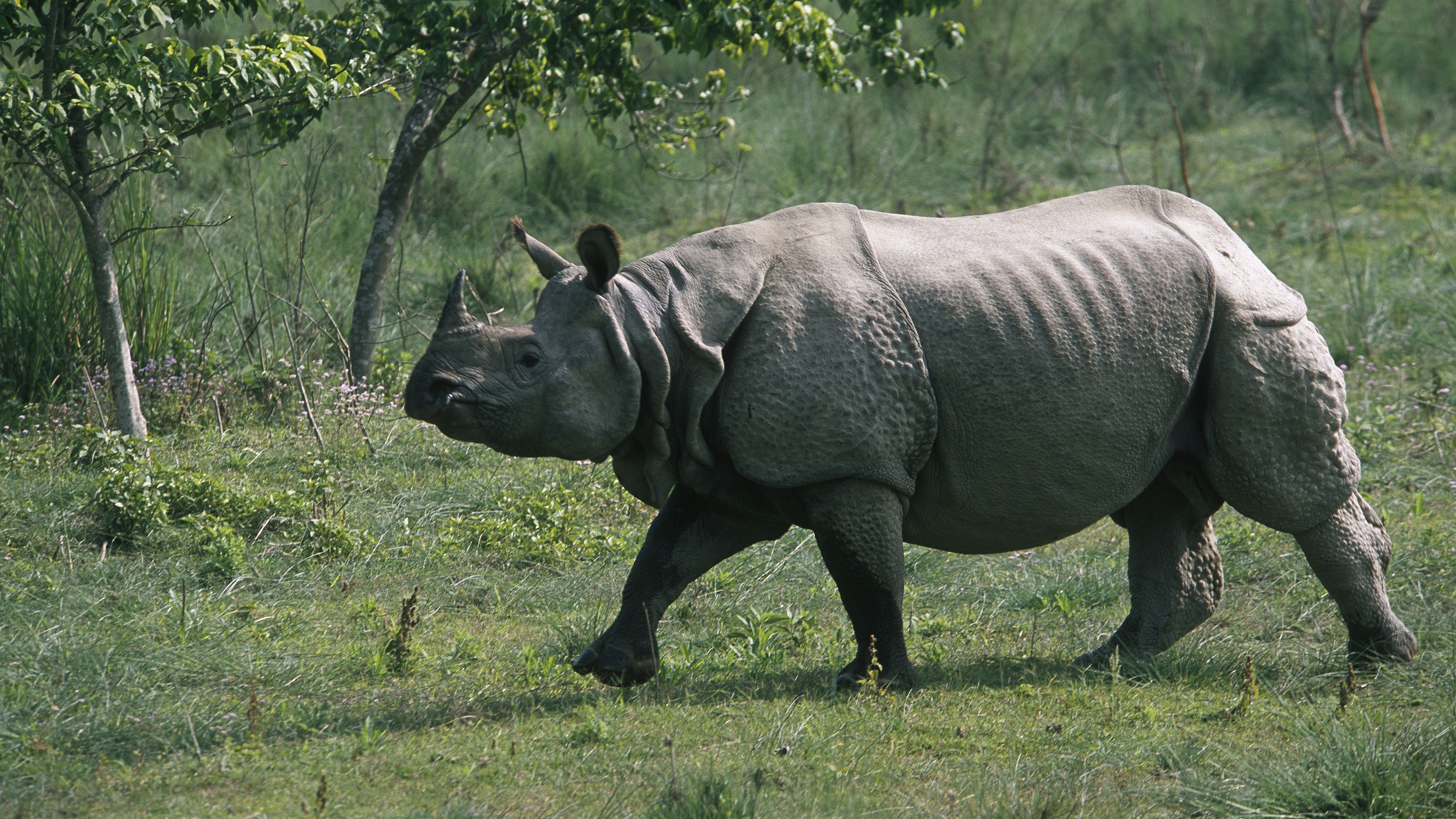 Descarga gratis la imagen Rinoceronte, Animales en el escritorio de tu PC