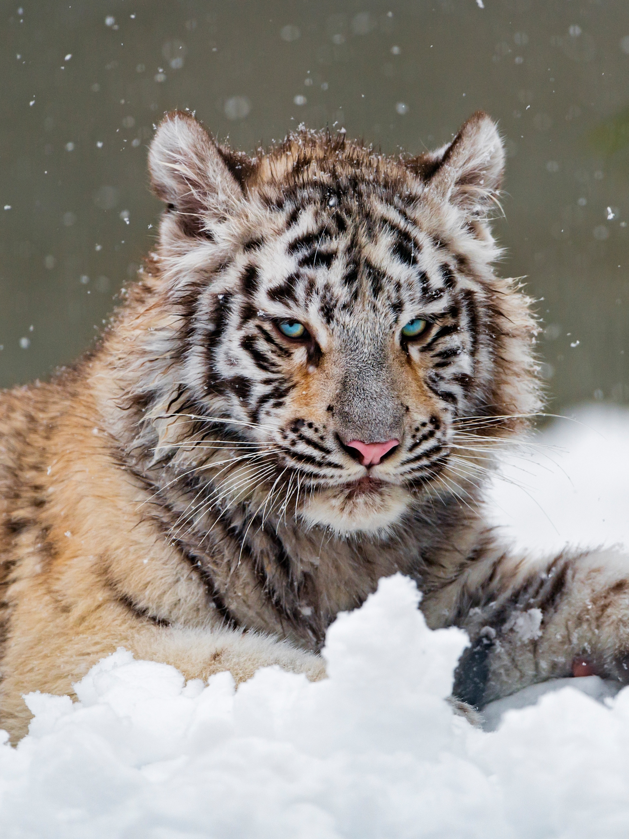 Laden Sie das Tiere, Winter, Katzen, Schnee, Tiger, Weißer Tiger-Bild kostenlos auf Ihren PC-Desktop herunter