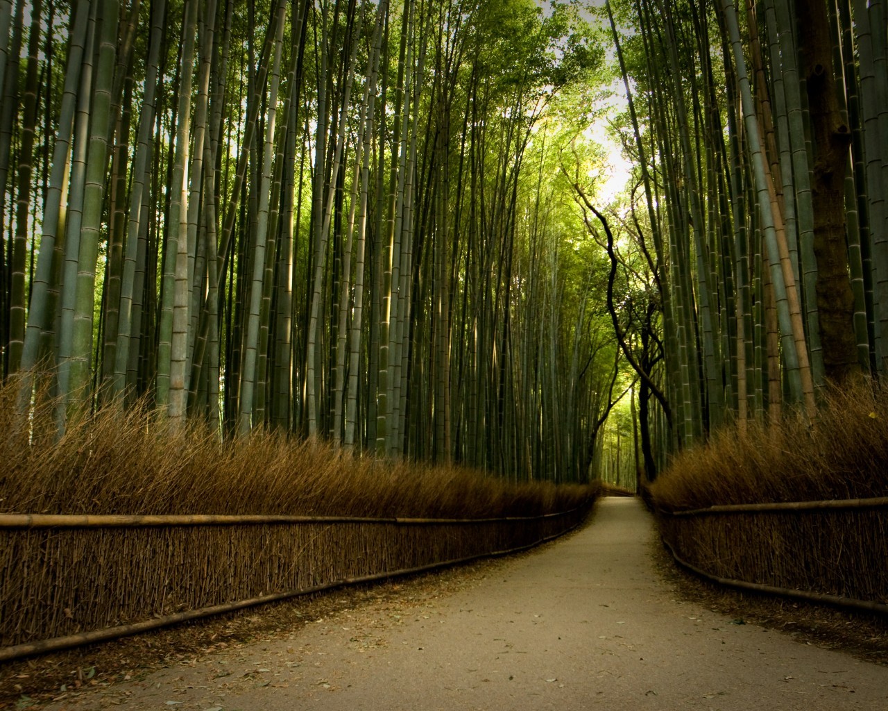 Download mobile wallpaper Path, Bamboo, Man Made for free.
