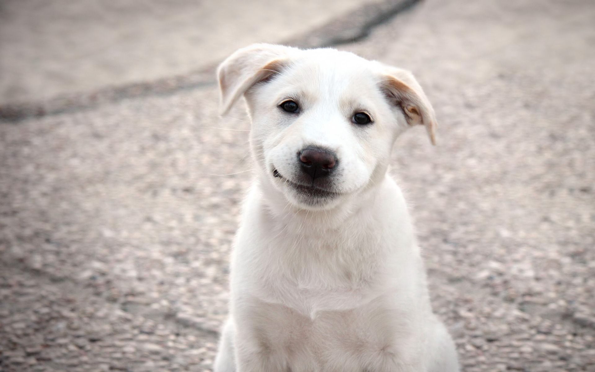 Free download wallpaper Puppy, Animals, Dog, Smile on your PC desktop