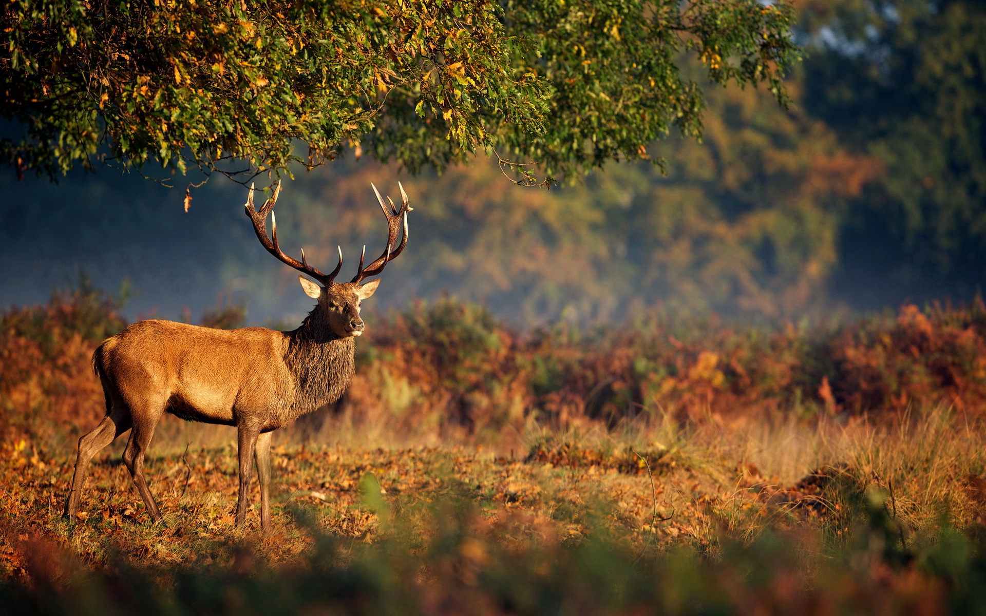 Handy-Wallpaper Tiere, Hirsch kostenlos herunterladen.