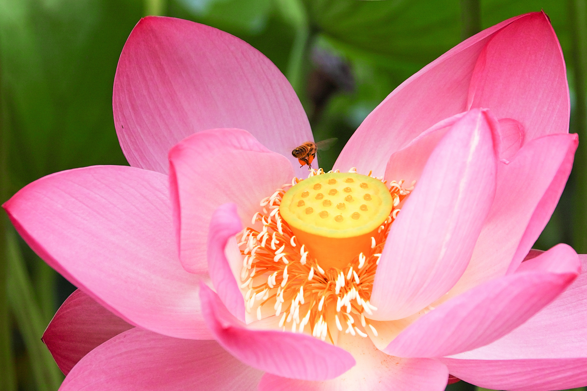 Download mobile wallpaper Nature, Insects, Lotus, Flower, Close Up, Insect, Bee, Animal, Pink Flower for free.