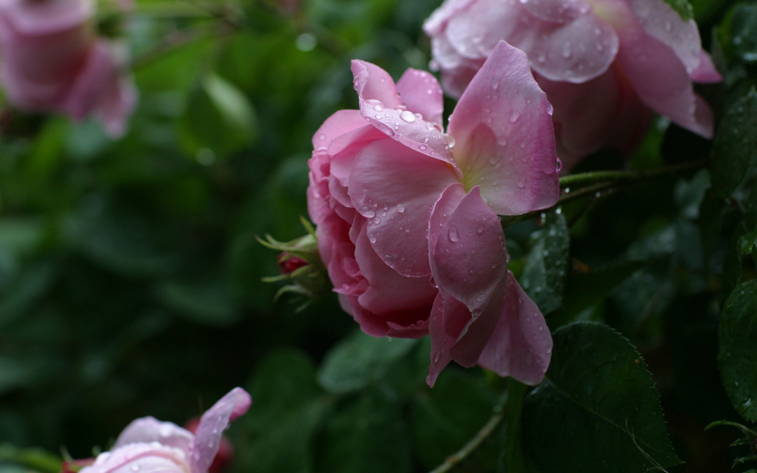 Завантажити шпалери безкоштовно Квіти, Квітка, Роза, Брунька, Рожевий, Листя, Троянда, Бутон картинка на робочий стіл ПК