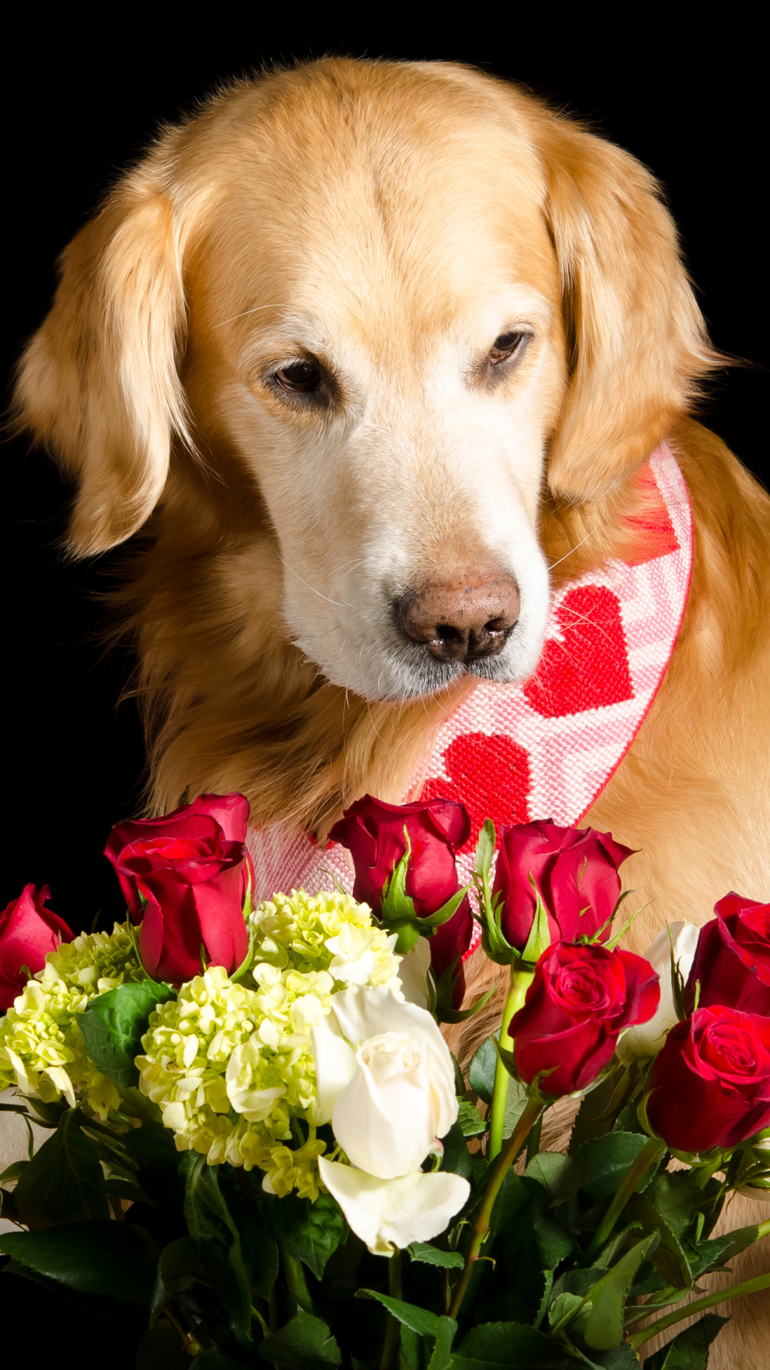 無料モバイル壁紙動物, 花, 薔薇, 犬, ゴールデンレトリバーをダウンロードします。