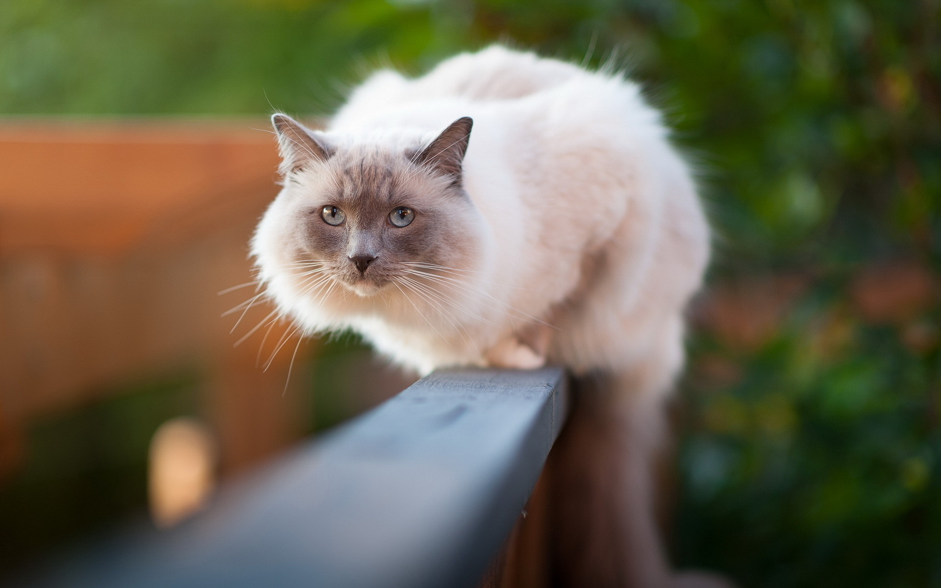 Baixe gratuitamente a imagem Animais, Gatos, Gato na área de trabalho do seu PC