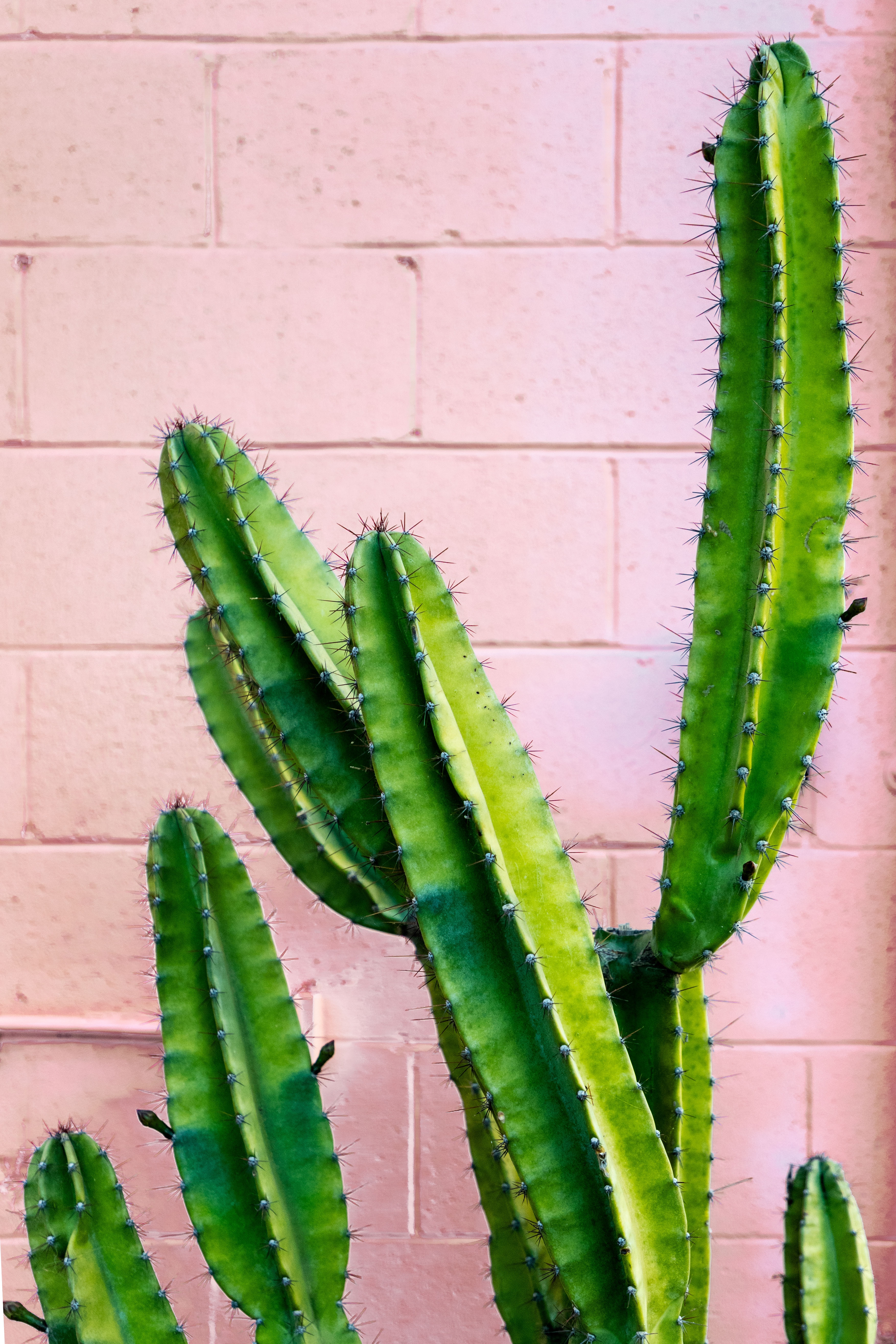 72216 скачать обои колючий, кактус, цветы, стена, зеленый, суккулент - заставки и картинки бесплатно