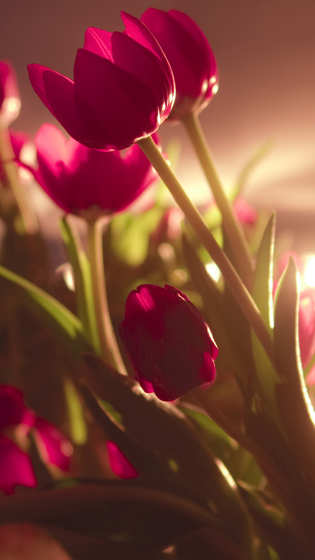 Download mobile wallpaper Flowers, Flower, Light, Earth, Tulip for free.