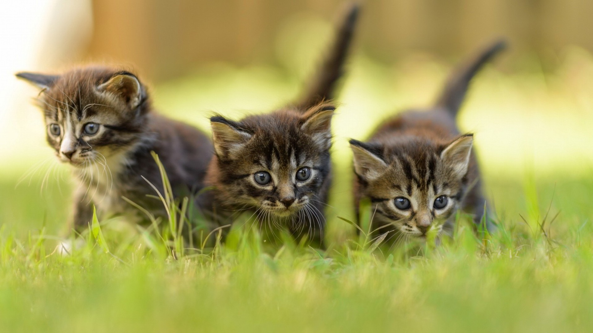 Handy-Wallpaper Kätzchen, Katze, Katzen, Gras, Tiere kostenlos herunterladen.