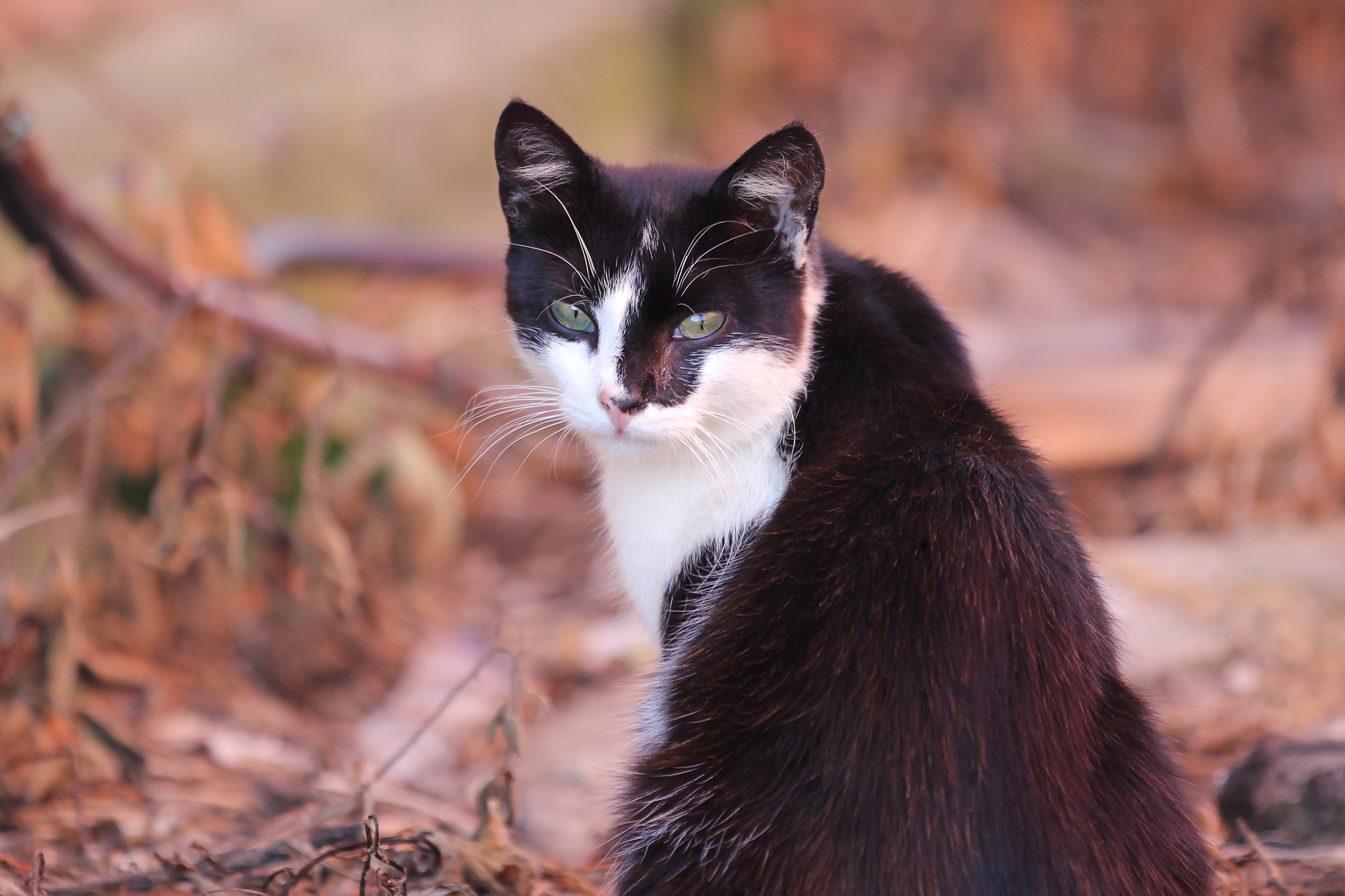 Baixar papel de parede para celular de Animais, Gatos, Gato, Borrão, Estrela, Profundidade De Campo gratuito.