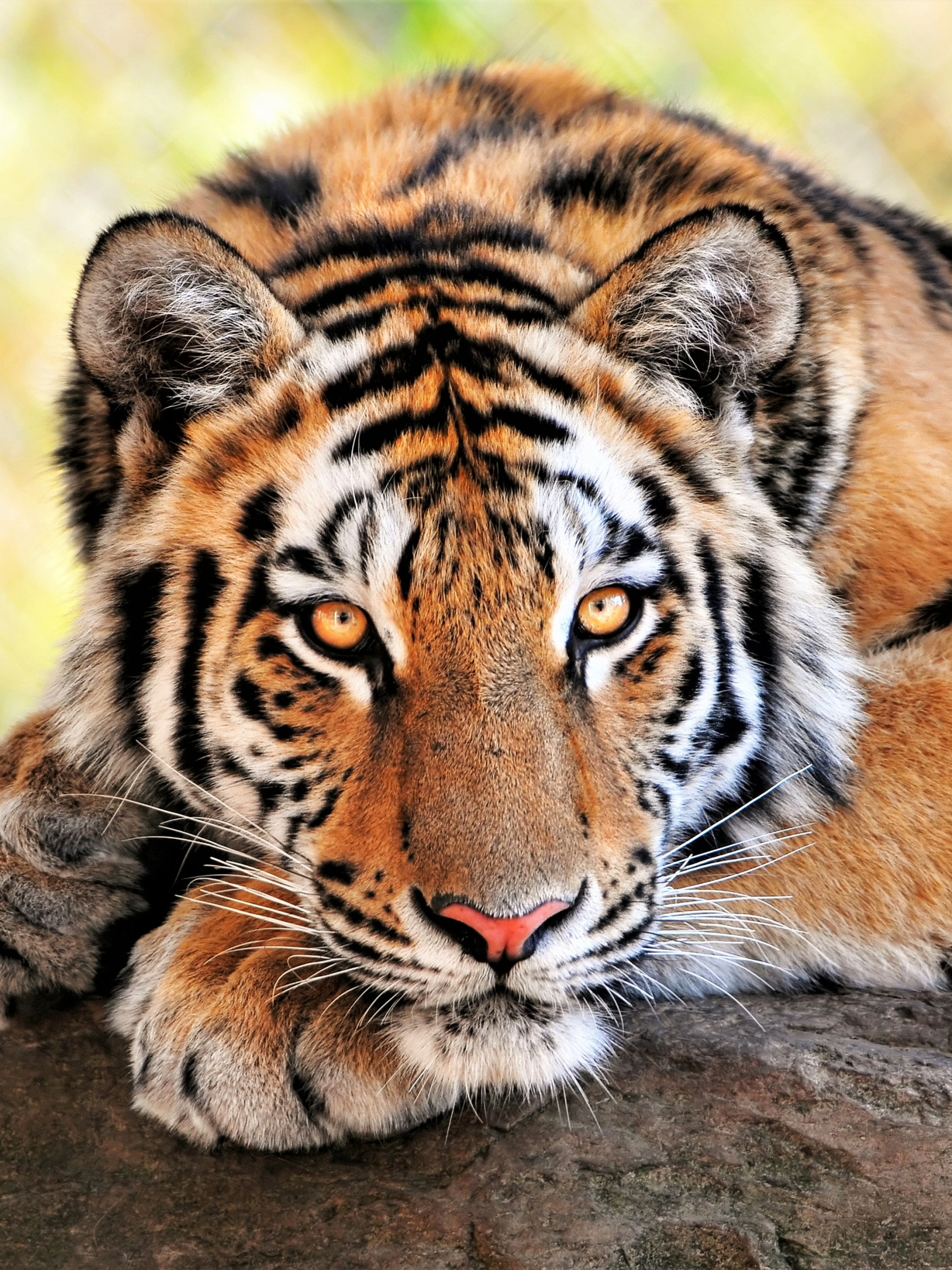 1187491 скачать картинку животные, тигр, бенгальский тигр, кошки - обои и заставки бесплатно