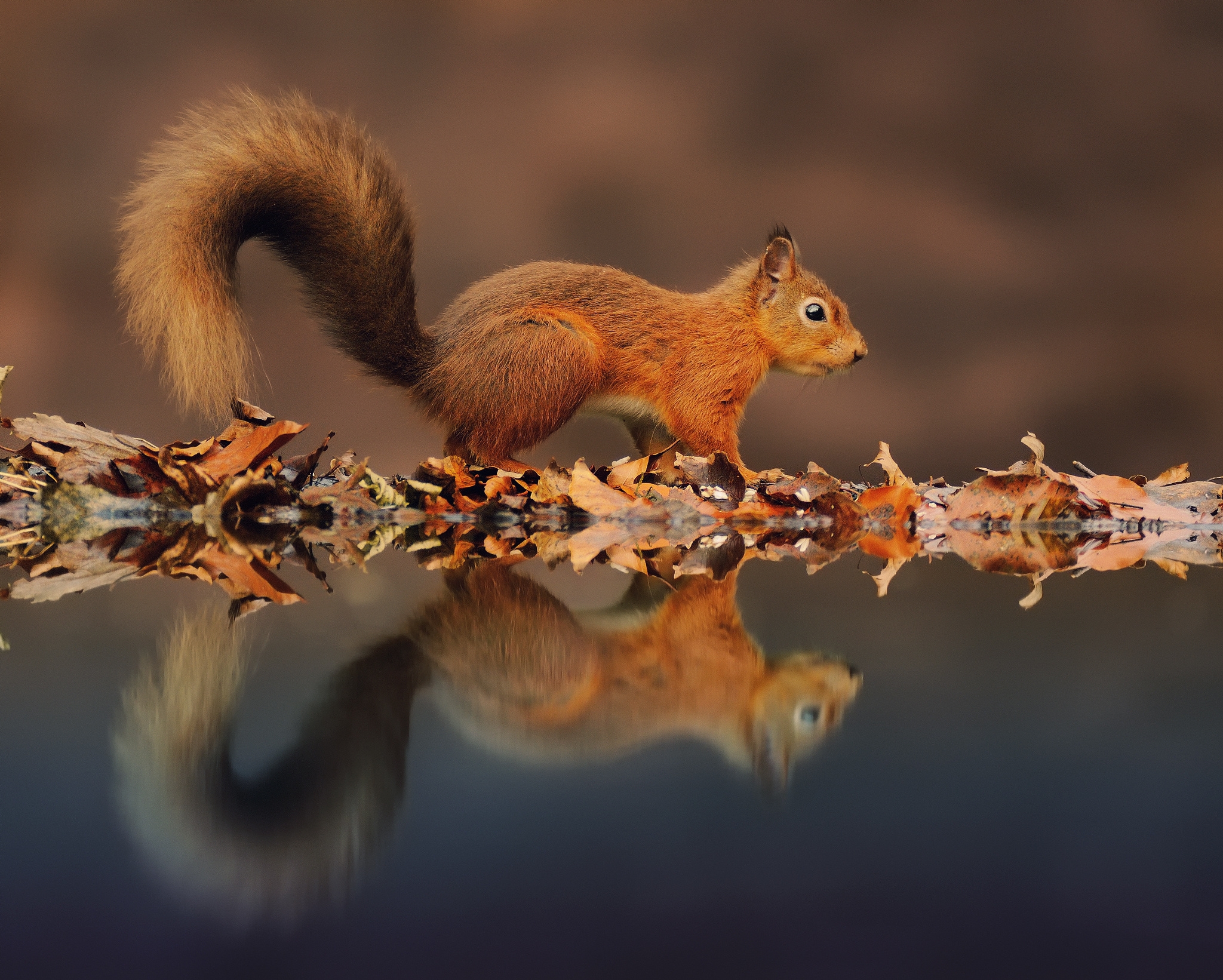 Download mobile wallpaper Reflection, Animals, Animal, Squirrel for free.