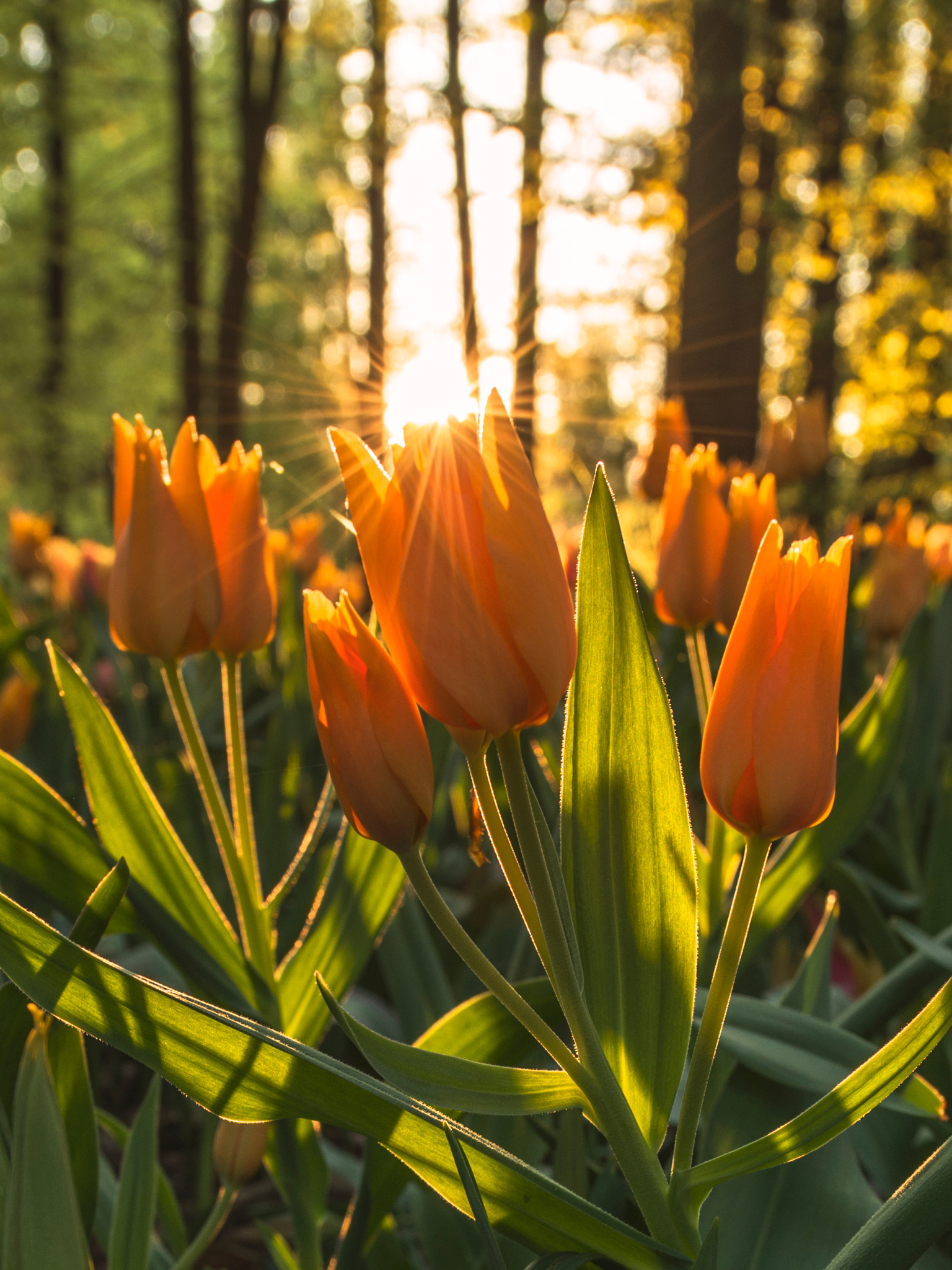 Laden Sie das Natur, Blumen, Blume, Tulpe, Gelbe Blume, Sonnenstrahl, Erde/natur, Sonnenbohne-Bild kostenlos auf Ihren PC-Desktop herunter