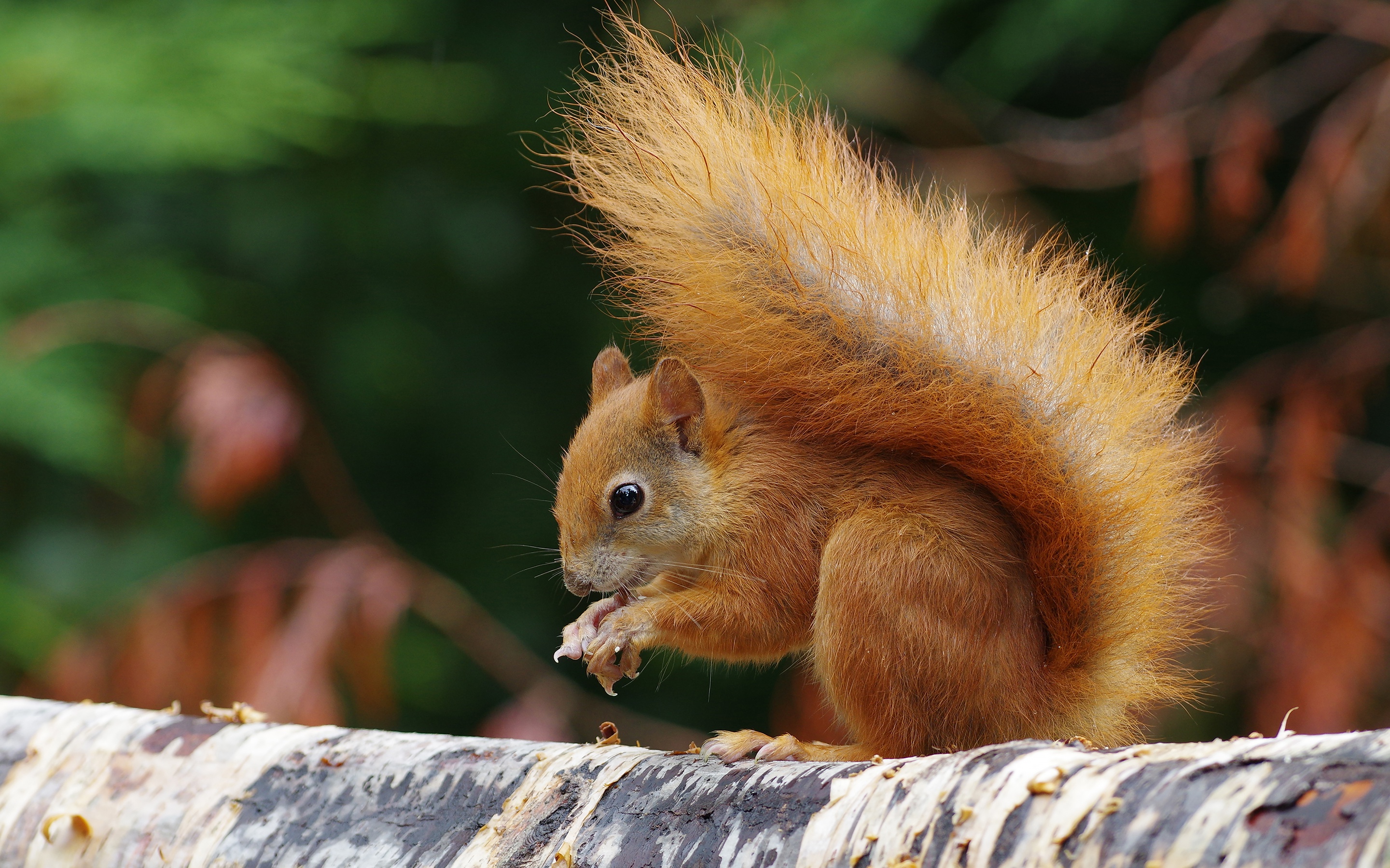 Free download wallpaper Squirrel, Animal, Rodent on your PC desktop