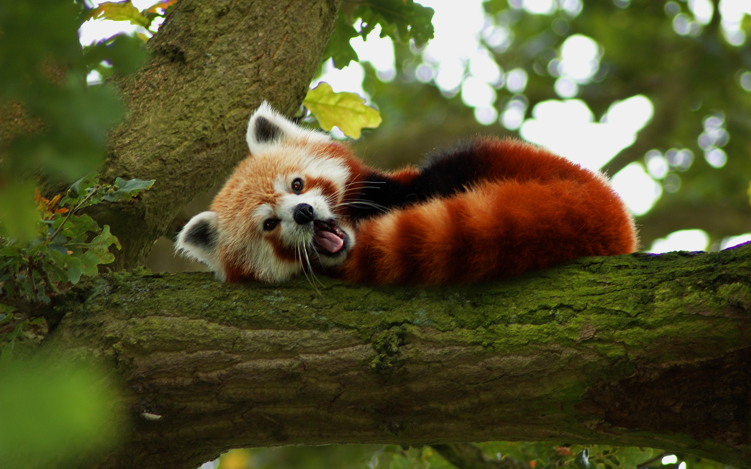 532952 télécharger l'image panda roux, animaux - fonds d'écran et économiseurs d'écran gratuits