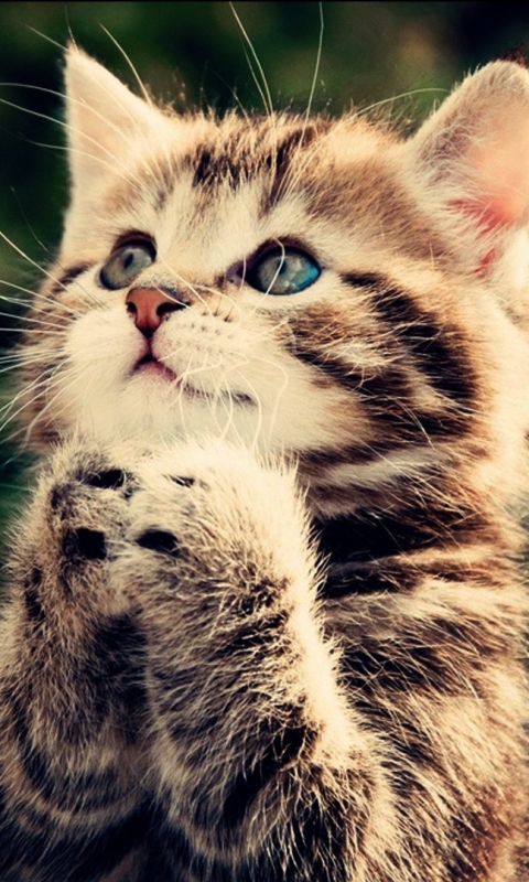 Download mobile wallpaper Cats, Cat, Kitten, Animal for free.