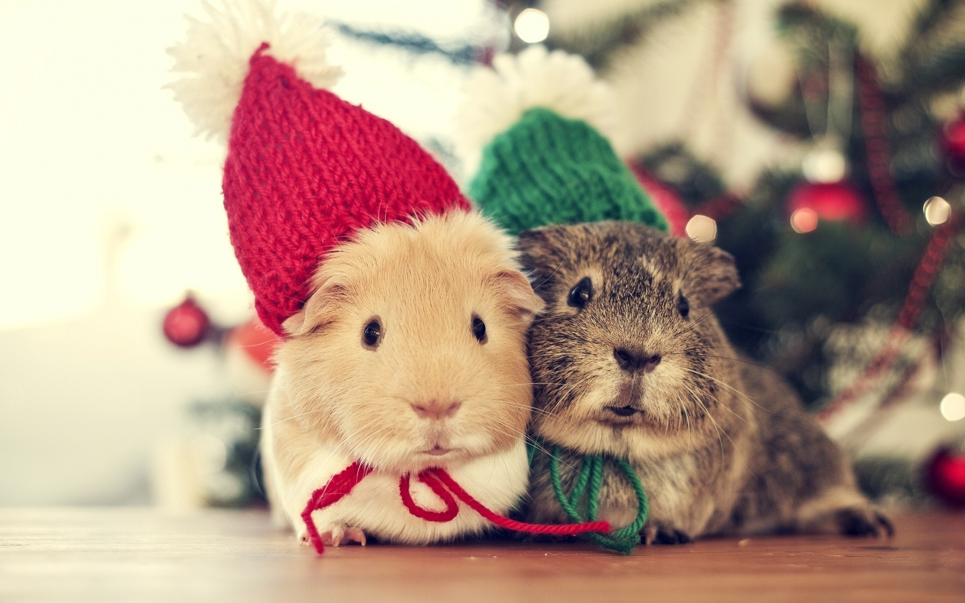 Free download wallpaper Christmas, Animal, Guinea Pig, Hat on your PC desktop