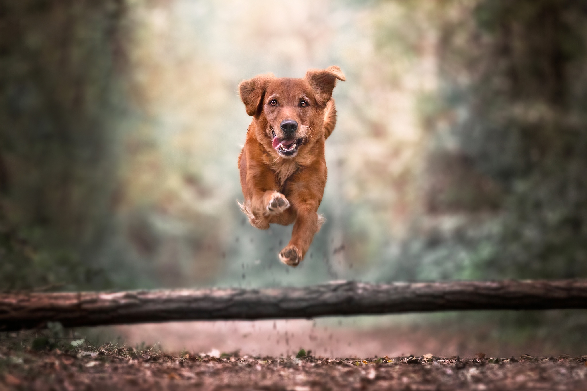 Download mobile wallpaper Dogs, Animal, Golden Retriever for free.