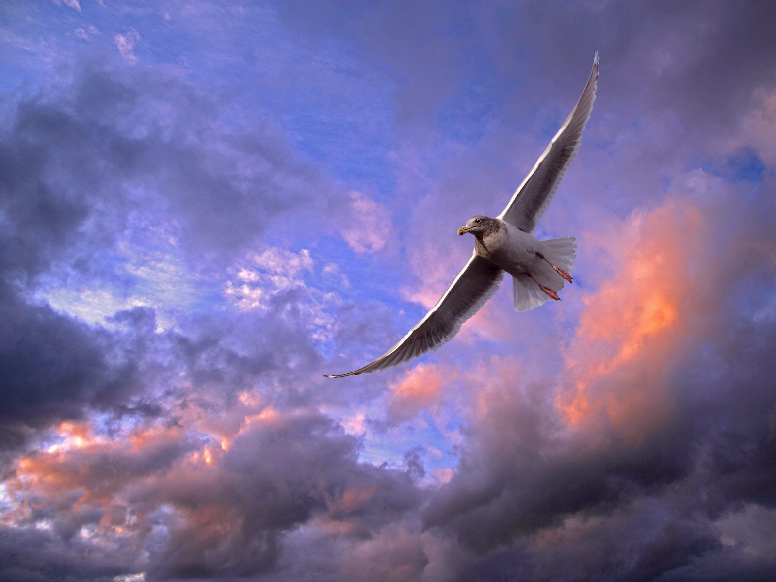animals, sky, clouds, bird, gull, seagull