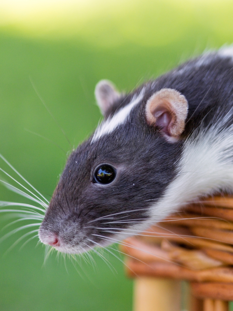 Download mobile wallpaper Animal, Rodent, Rat for free.