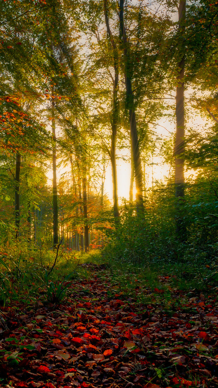 Descarga gratuita de fondo de pantalla para móvil de Rayo De Sol, Tierra/naturaleza.