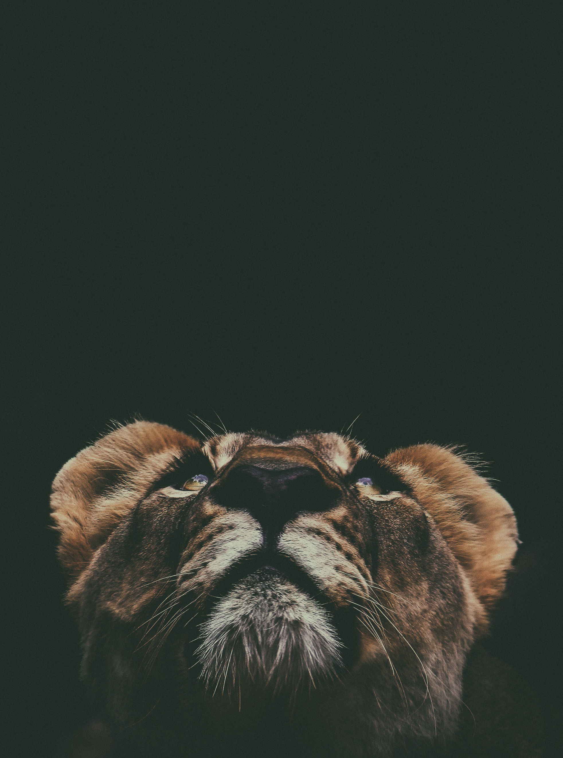 Free download wallpaper Animals, Up, Top, Muzzle, Sight, Opinion, Lion on your PC desktop