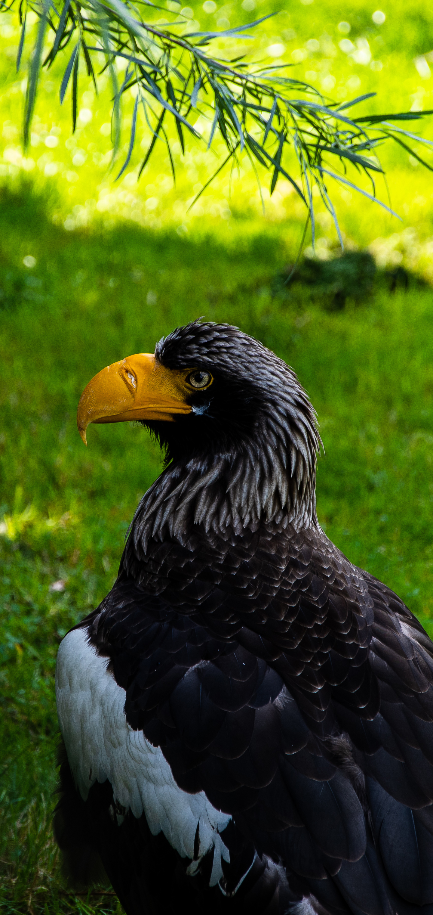 Download mobile wallpaper Birds, Bird, Animal, Steller's Sea Eagle for free.