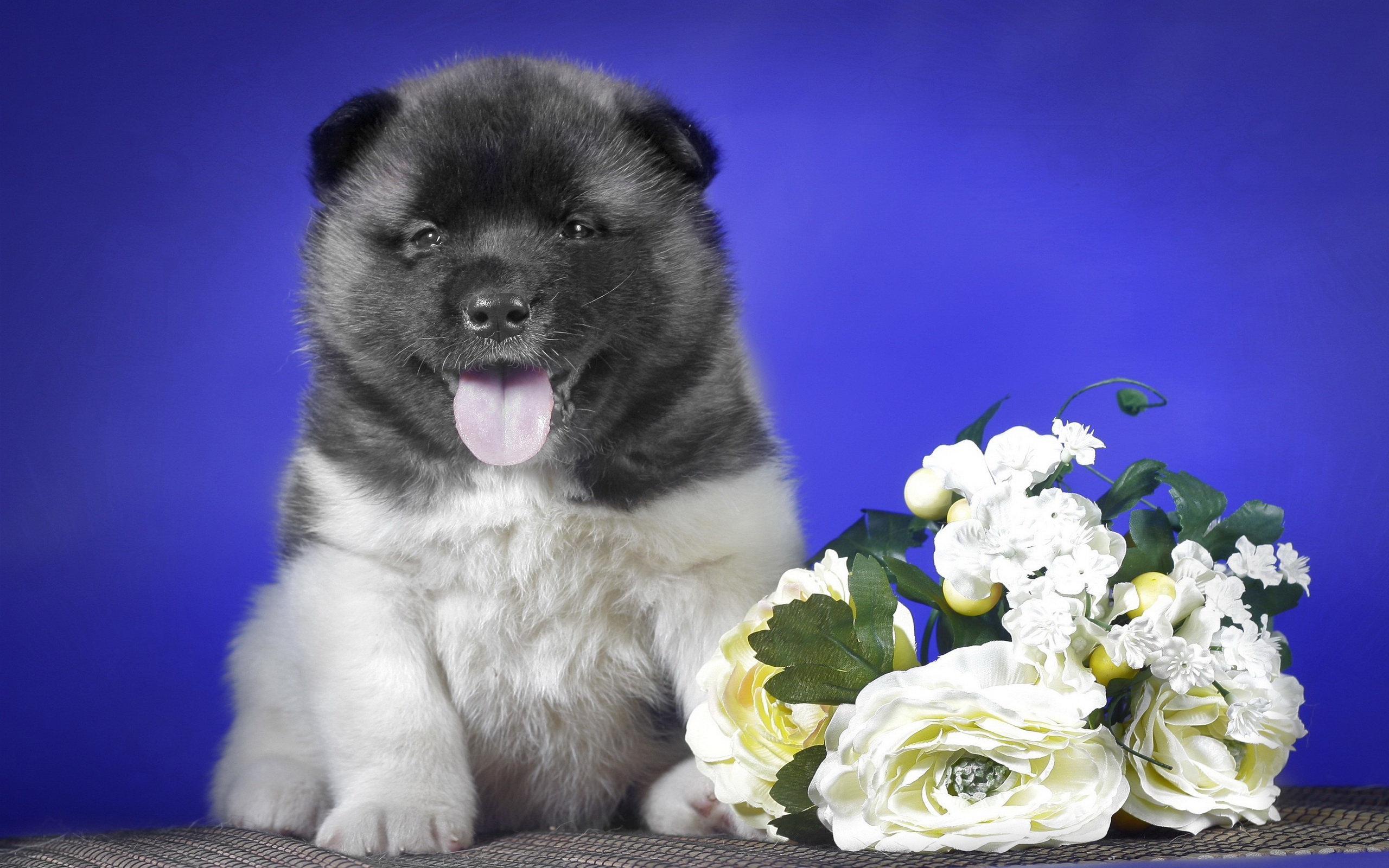 Download mobile wallpaper Puppy, Dogs, Animal for free.