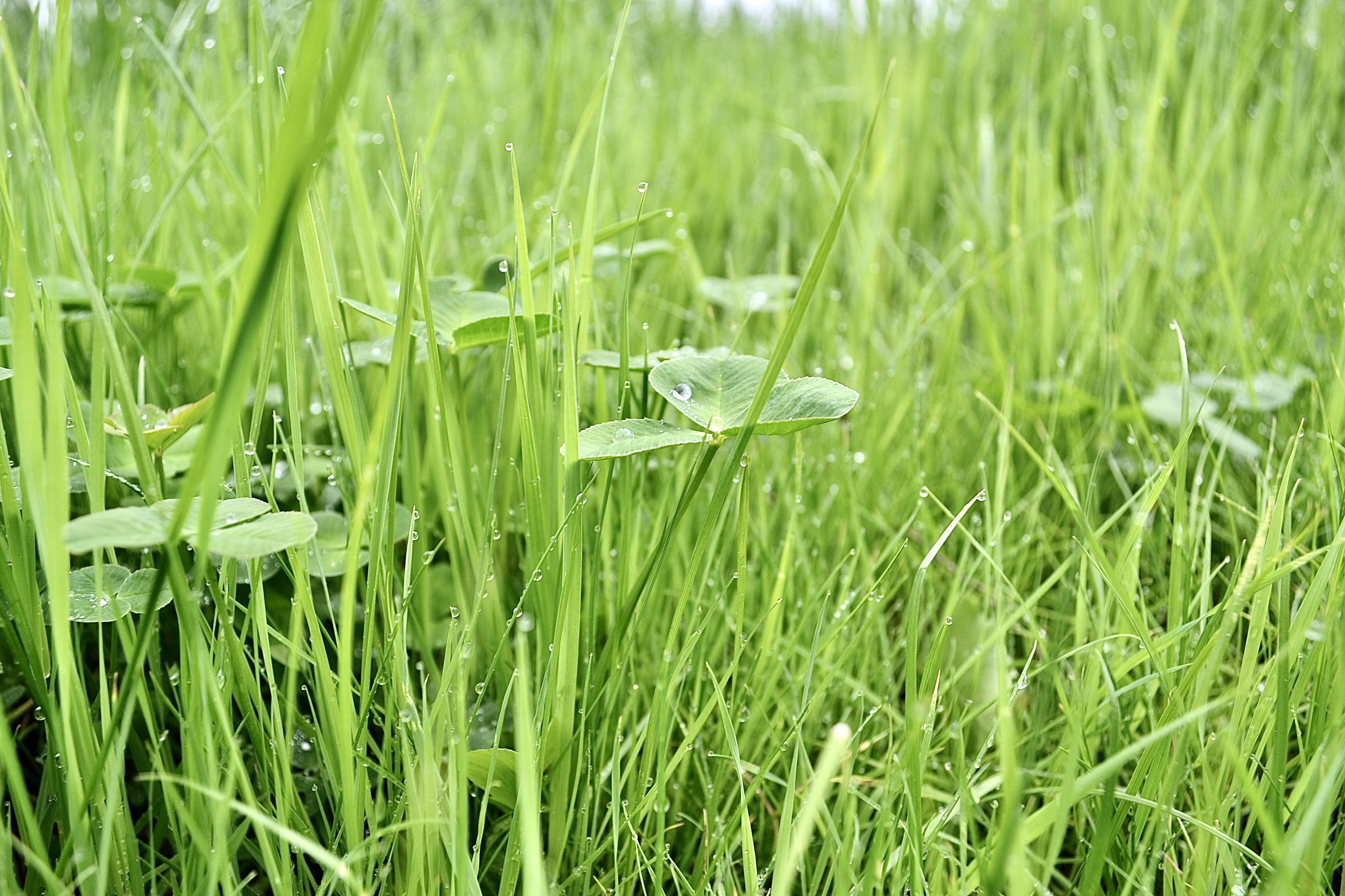 Download mobile wallpaper Grass, Earth, Dew, Water Drop for free.