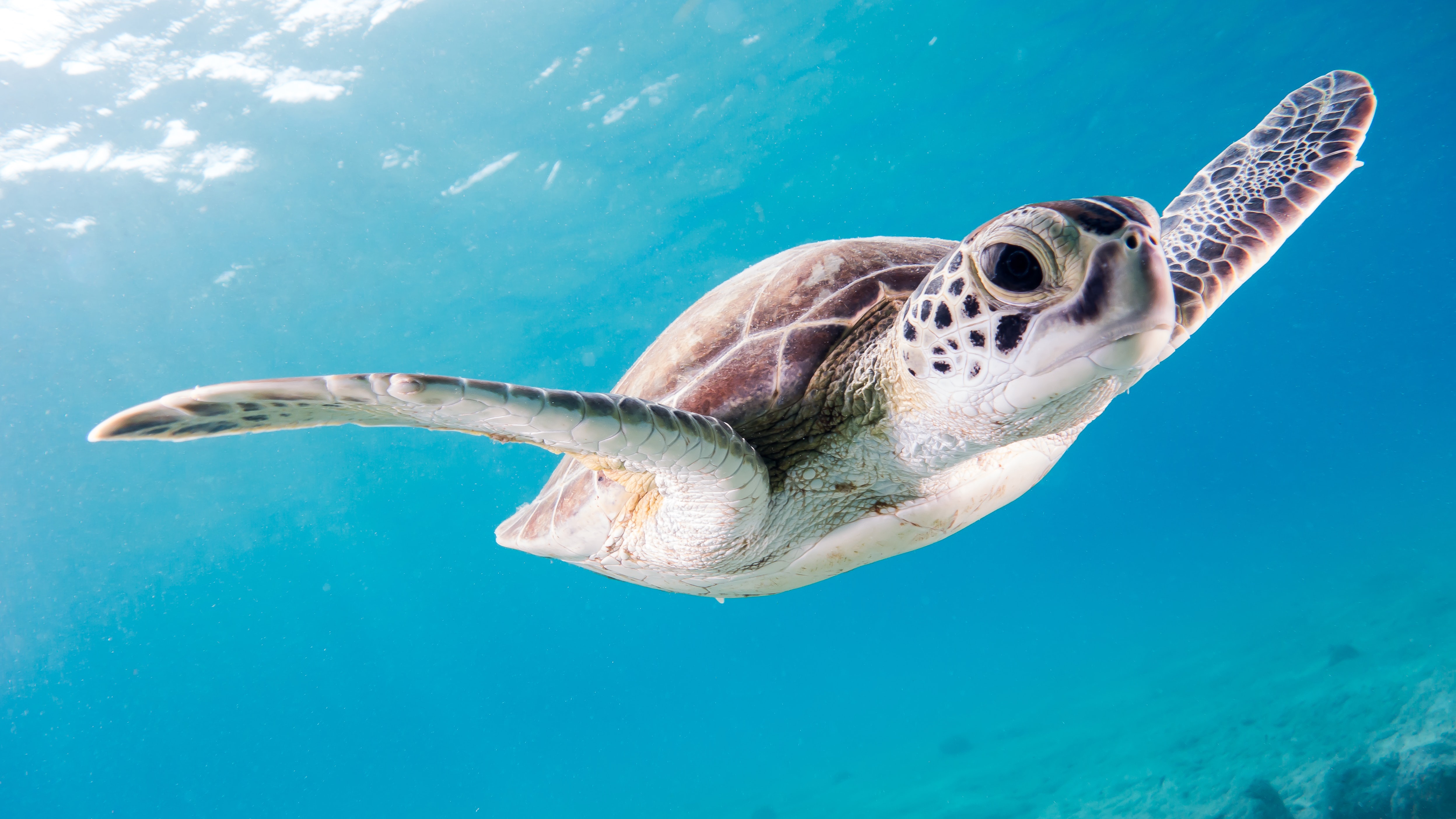 Handy-Wallpaper Tiere, Unterwasser, Schildkröte, Schildkröten, Seeleben kostenlos herunterladen.