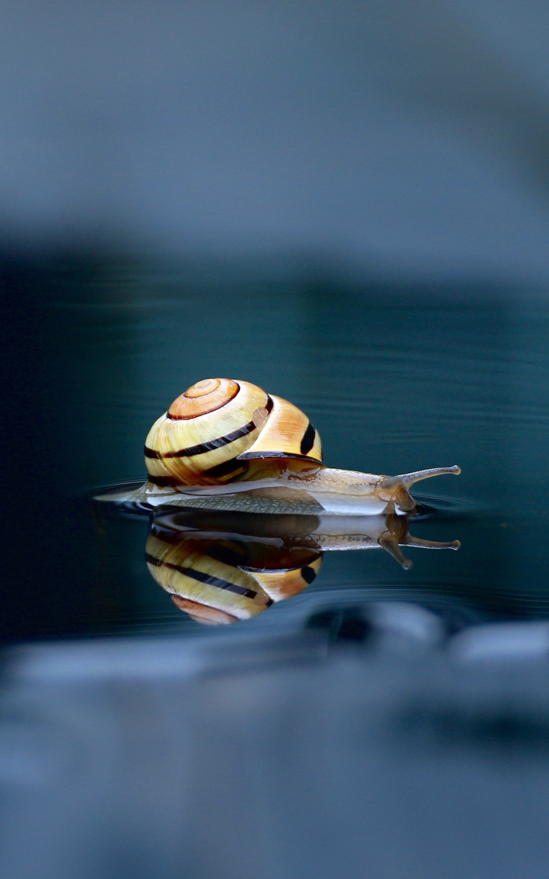 Download mobile wallpaper Water, Reflection, Animal, Snail for free.