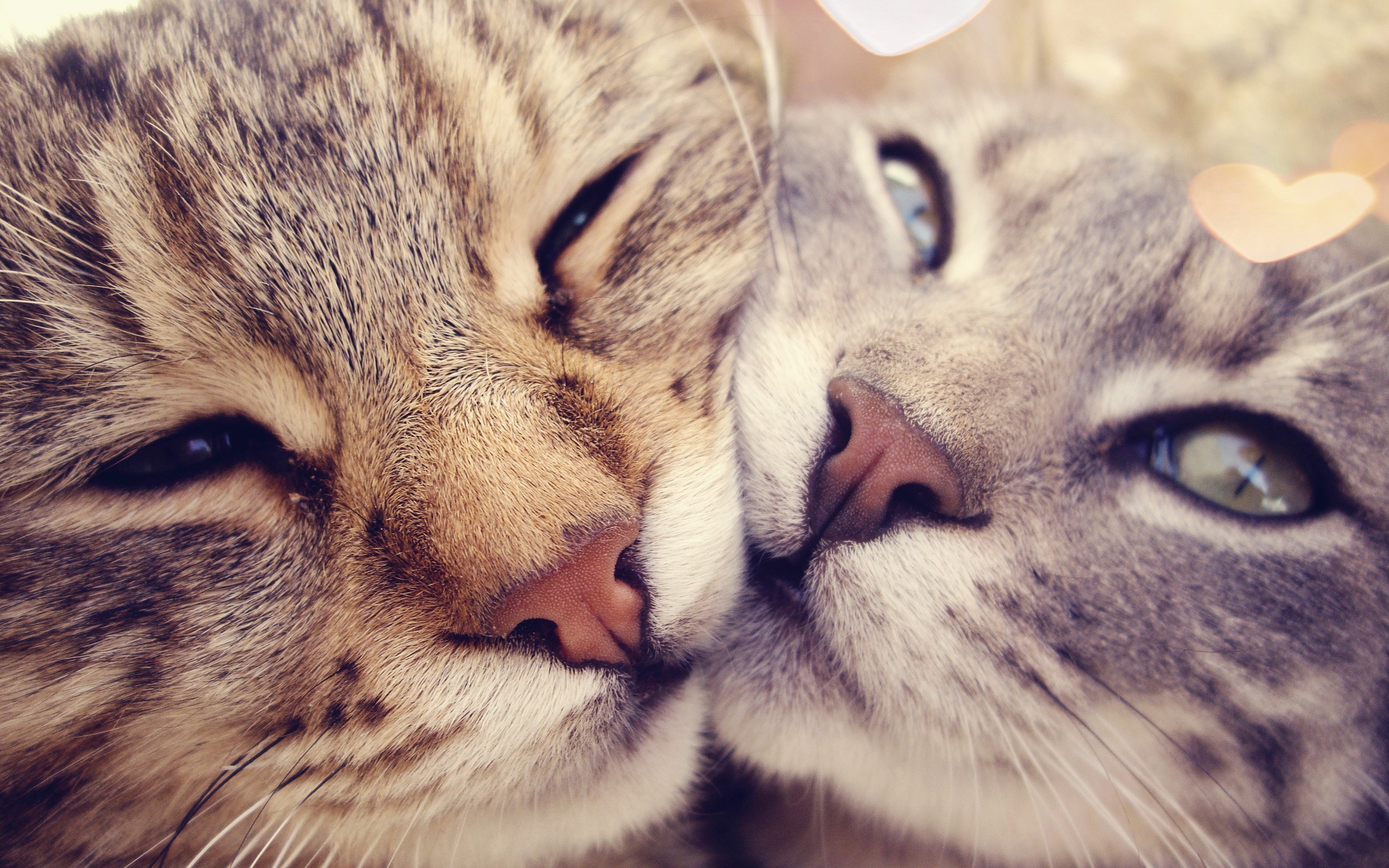 Handy-Wallpaper Katze, Katzen, Tiere, Liebe, Romantisch kostenlos herunterladen.